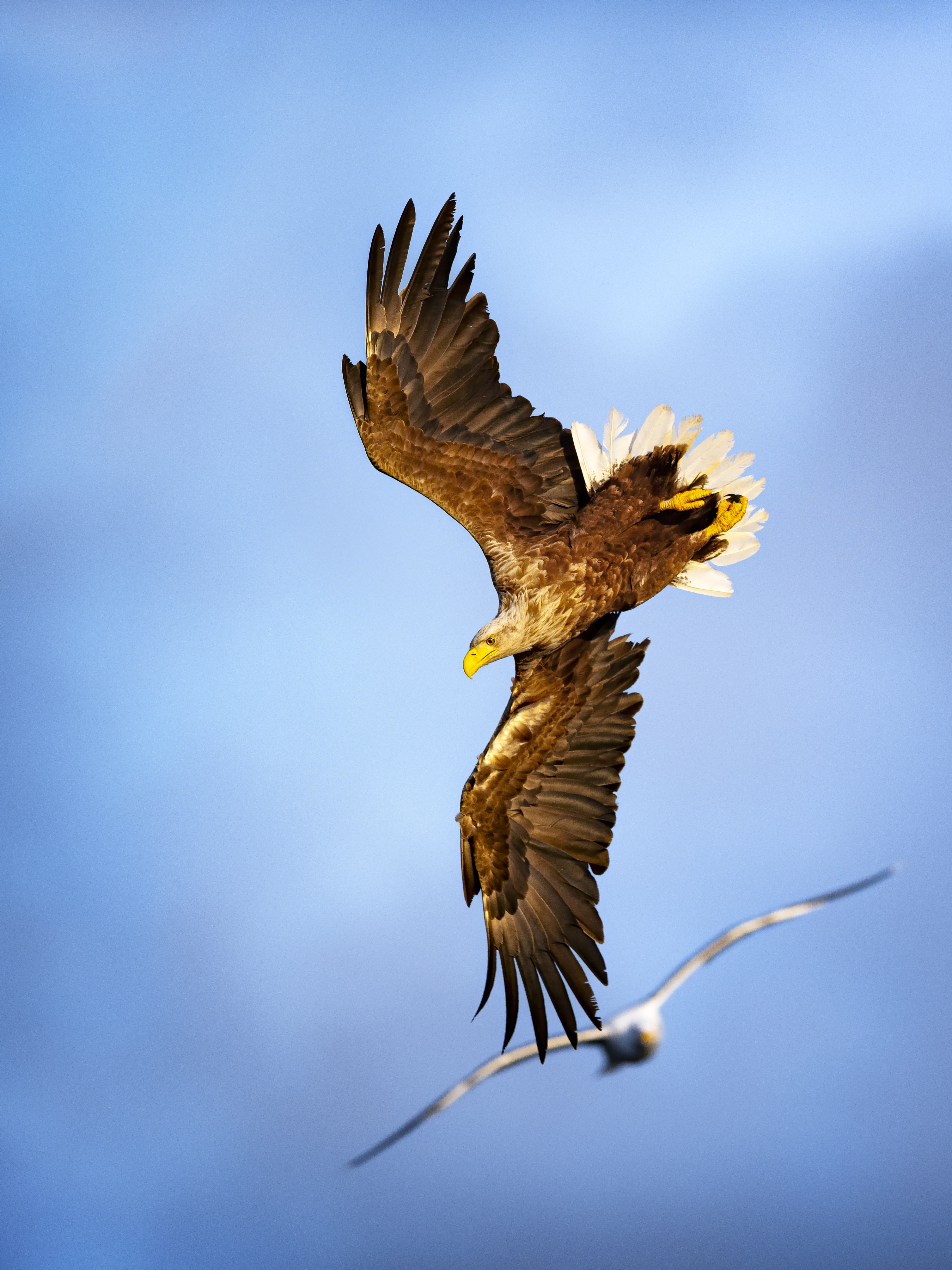 Seaeagle5.3