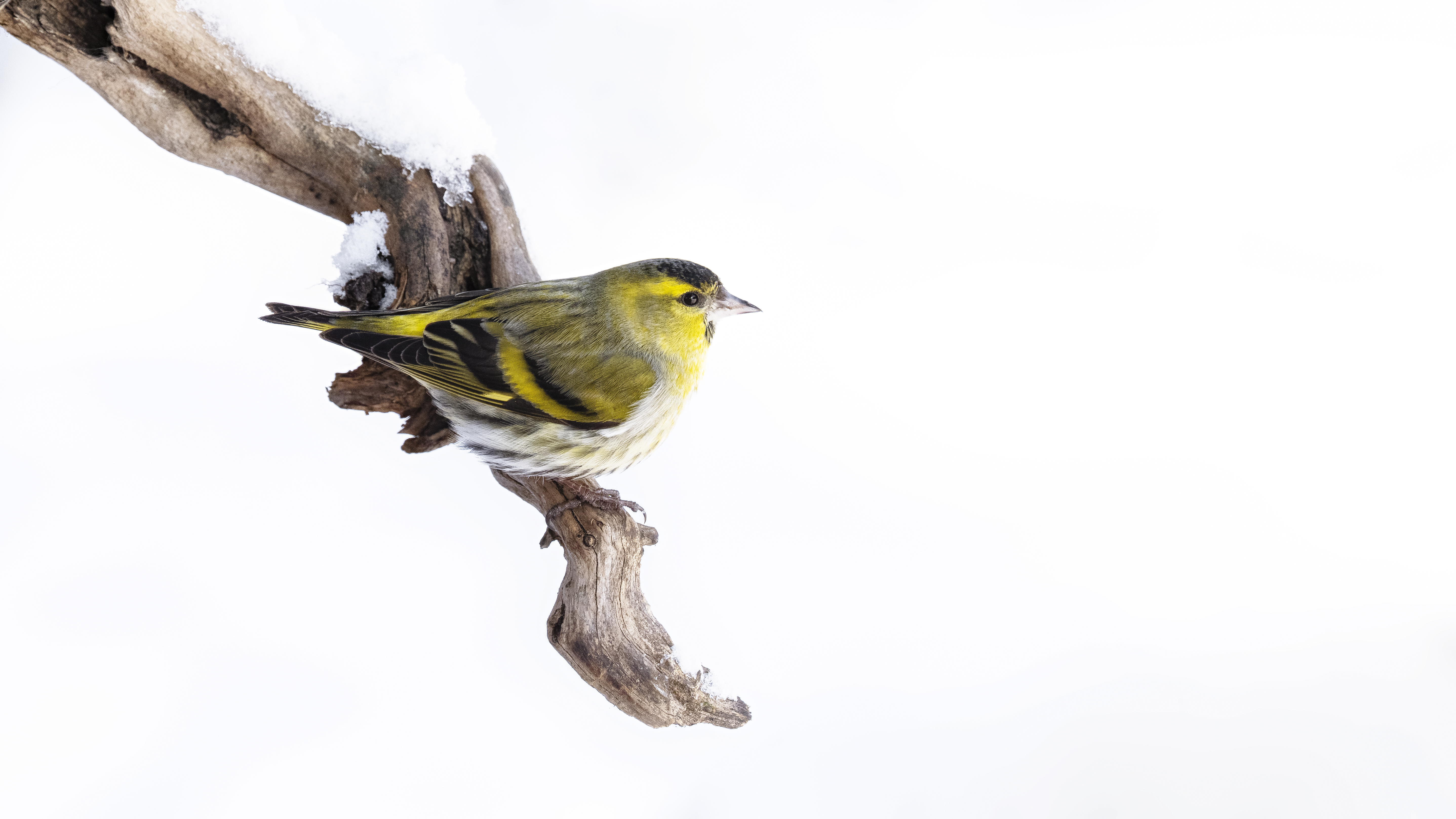 Siskin10