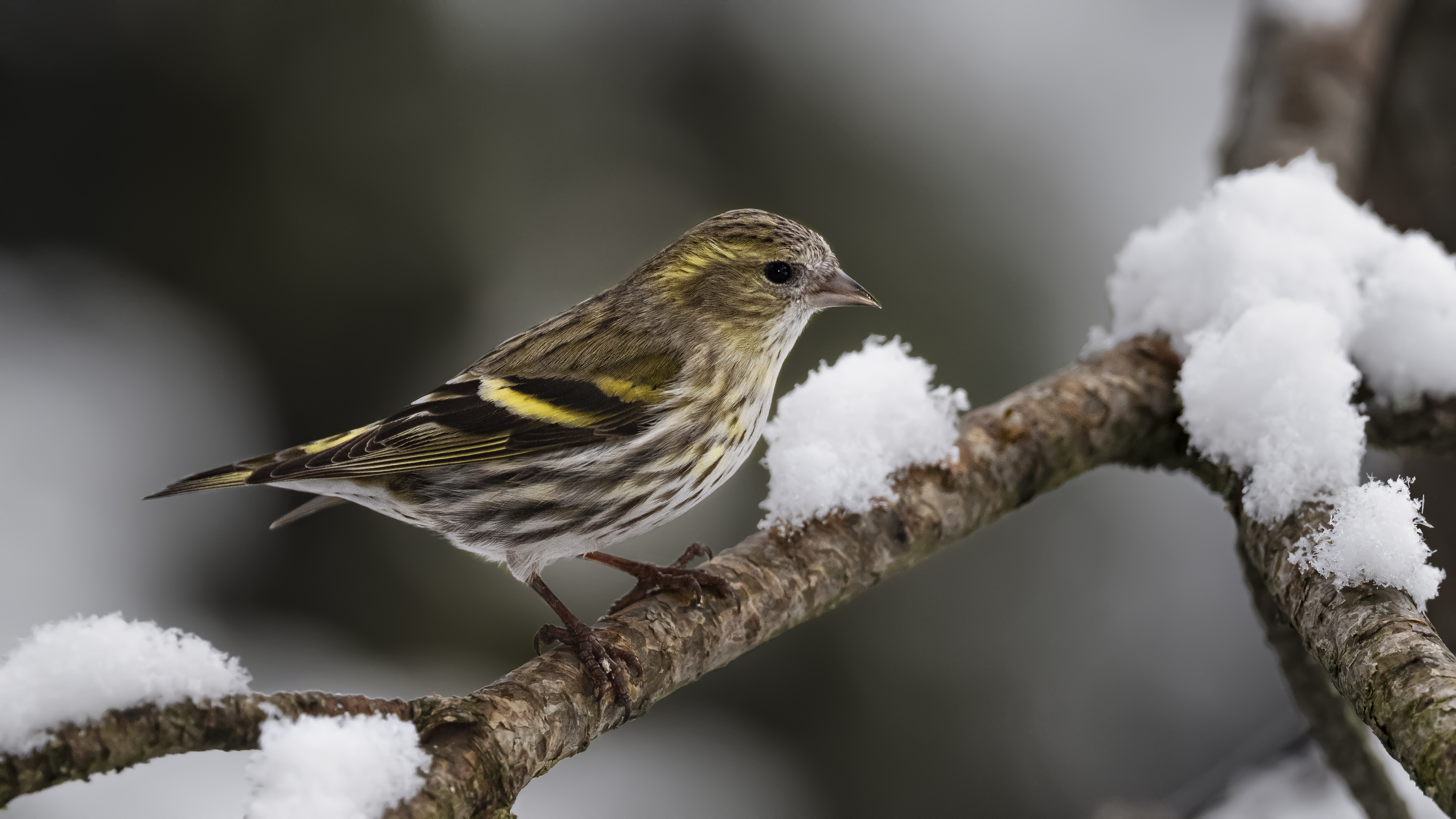 Siskin4