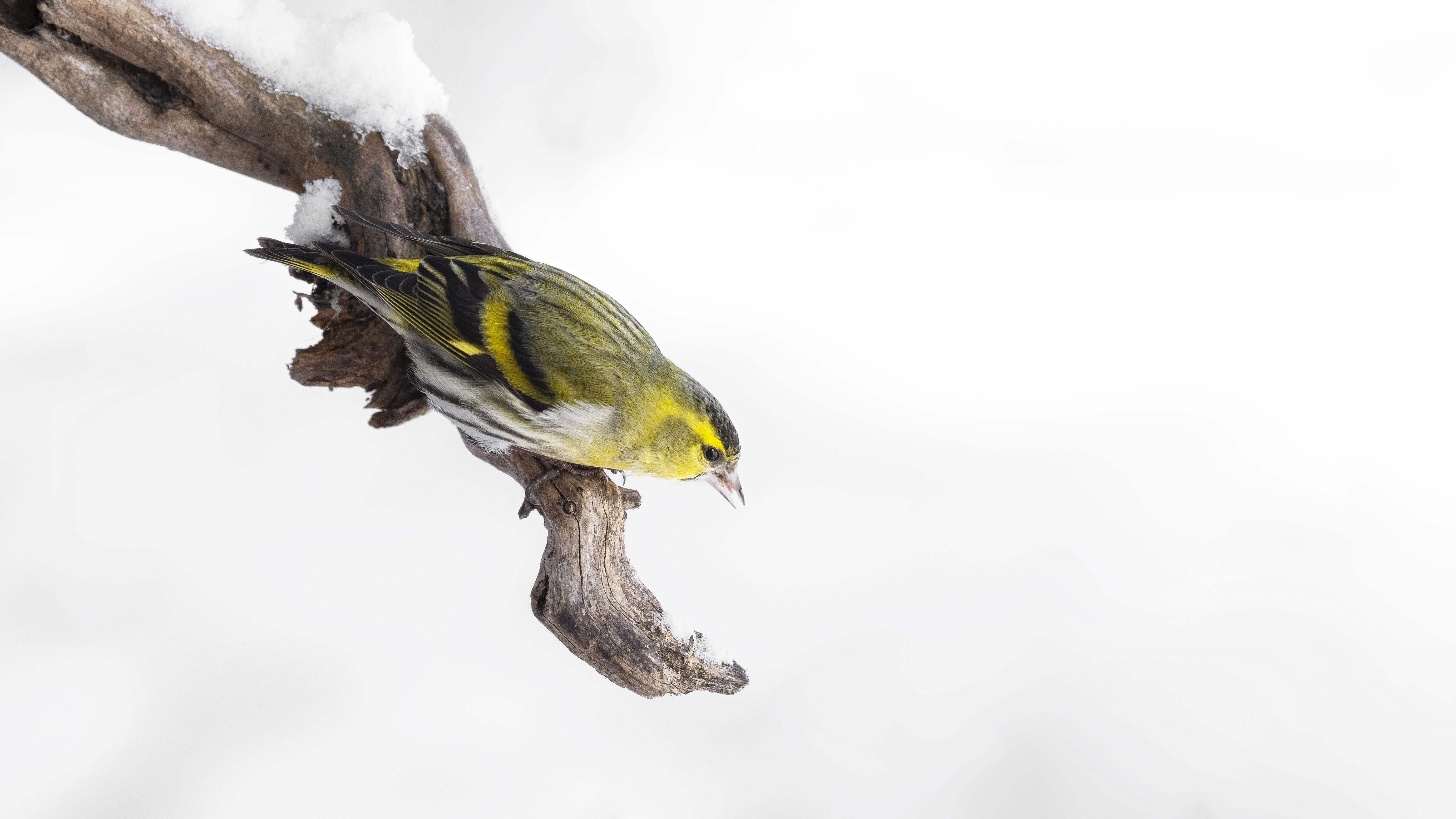 Siskin7