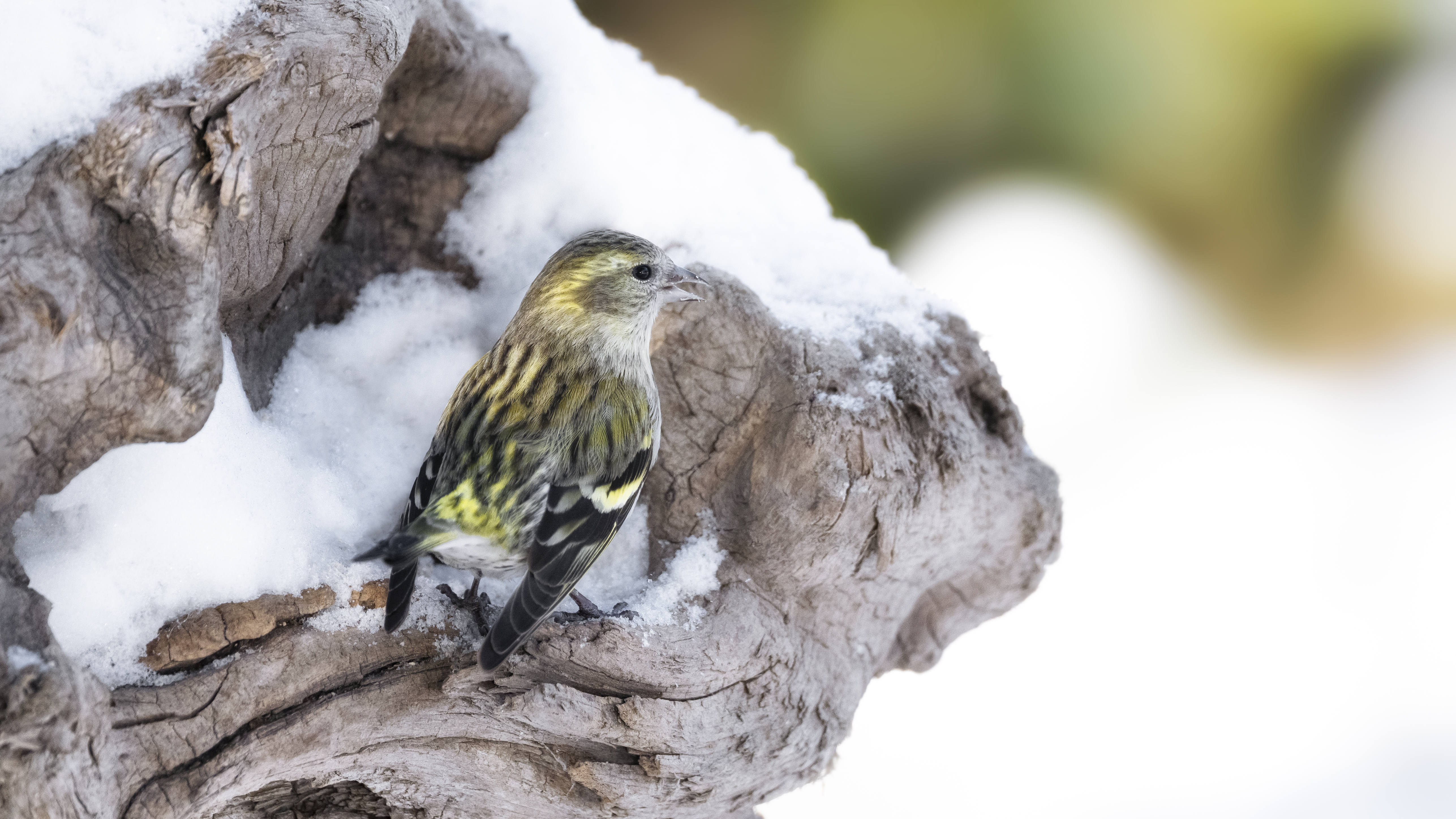 Siskin8