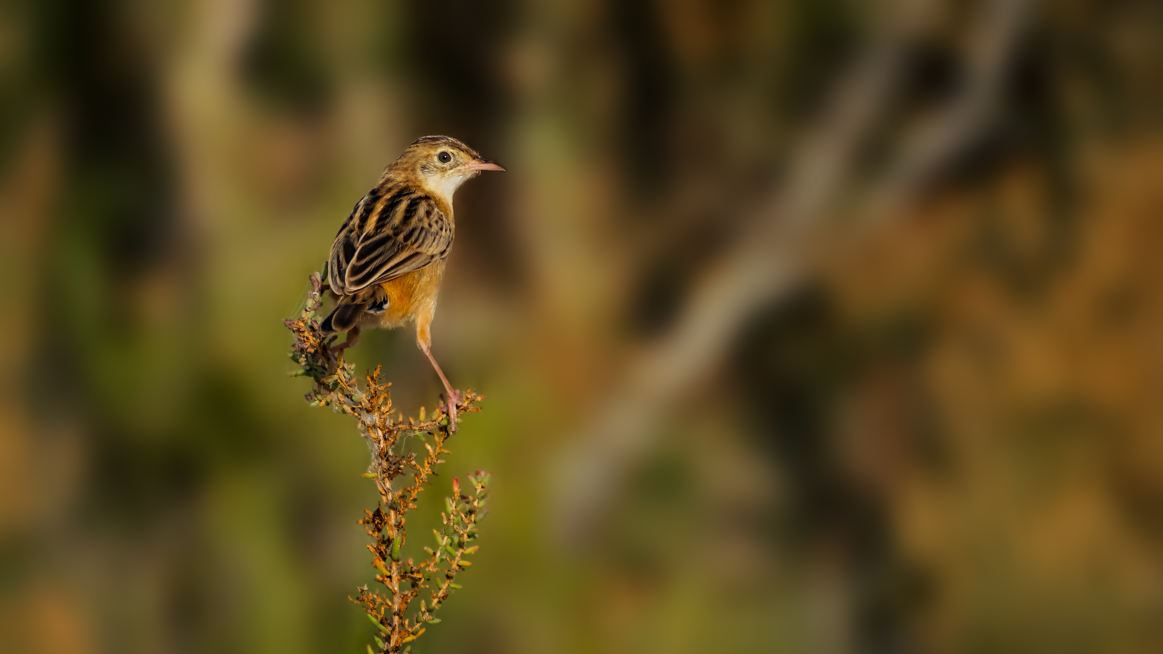Spectacled Warbler
