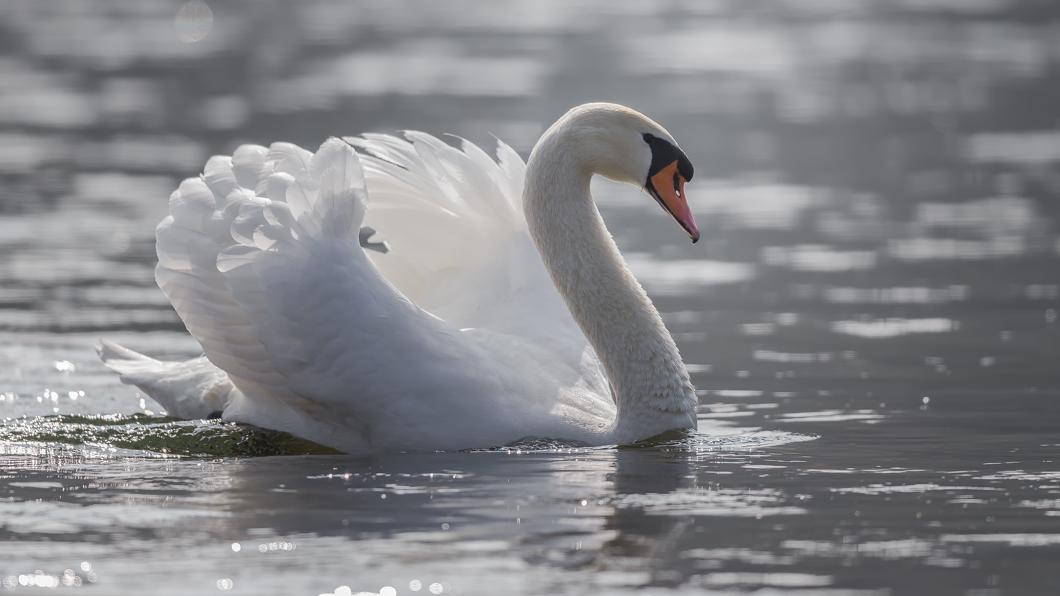 Swan2