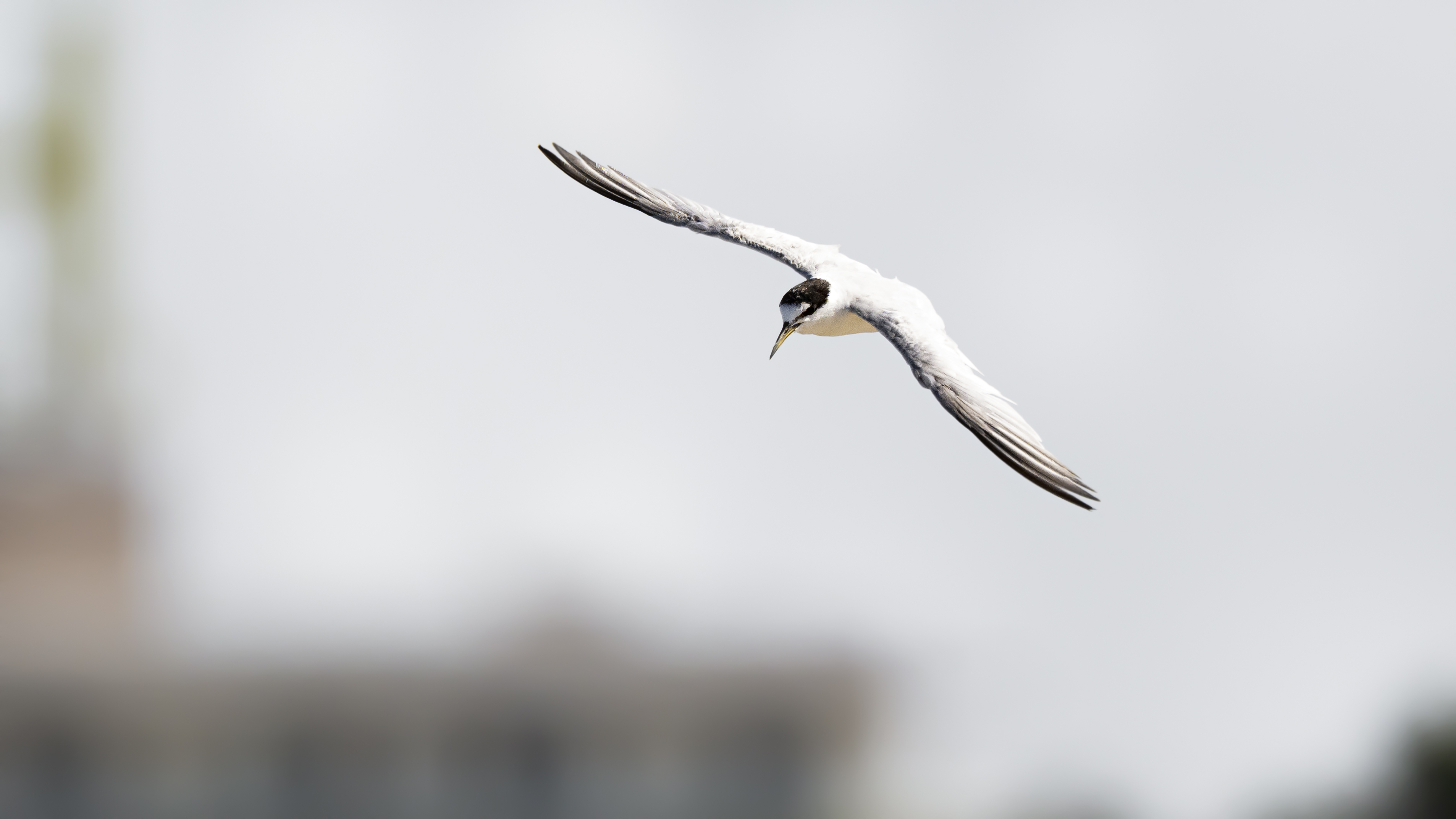 Terns 8