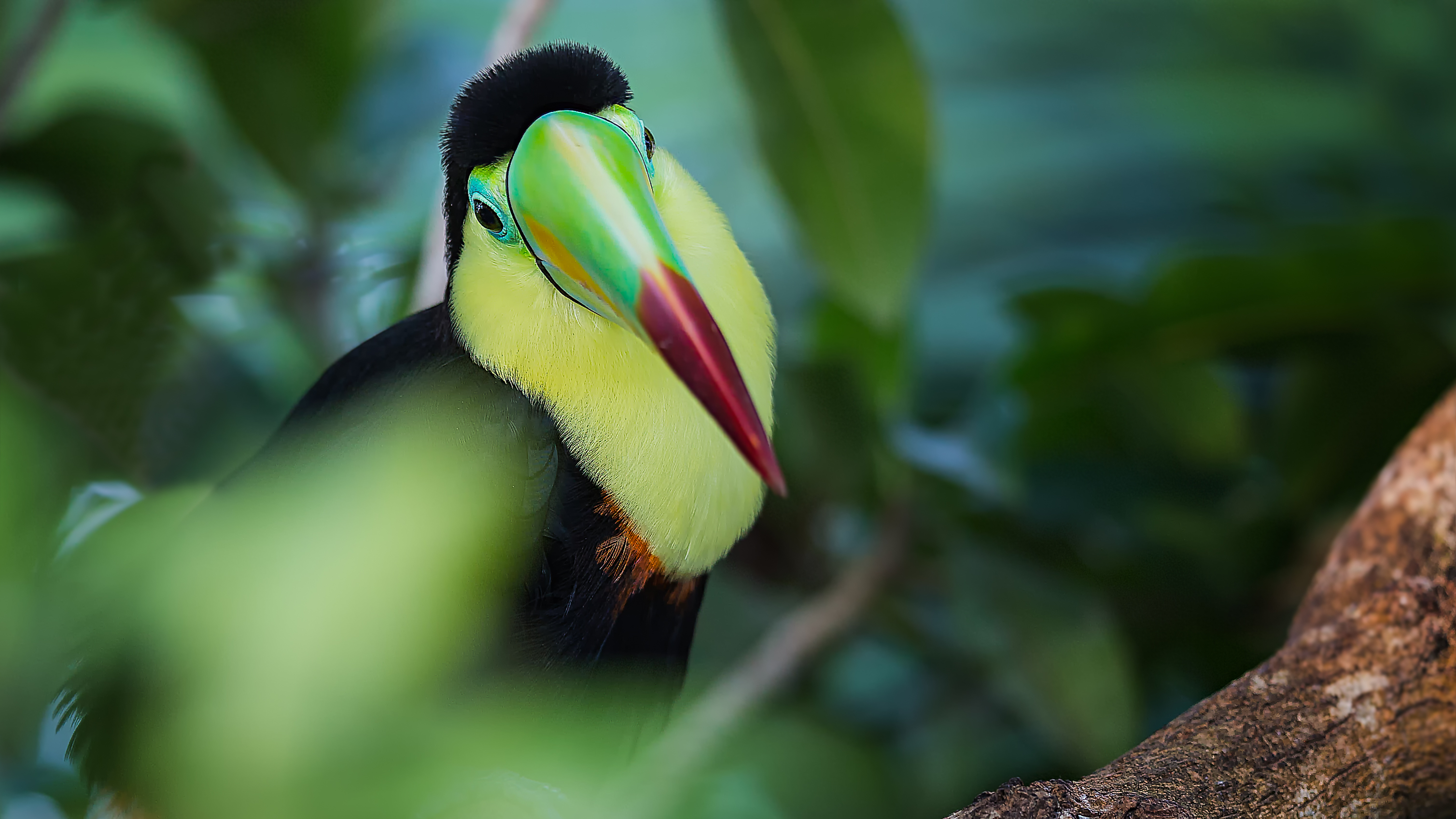 Toucan1
