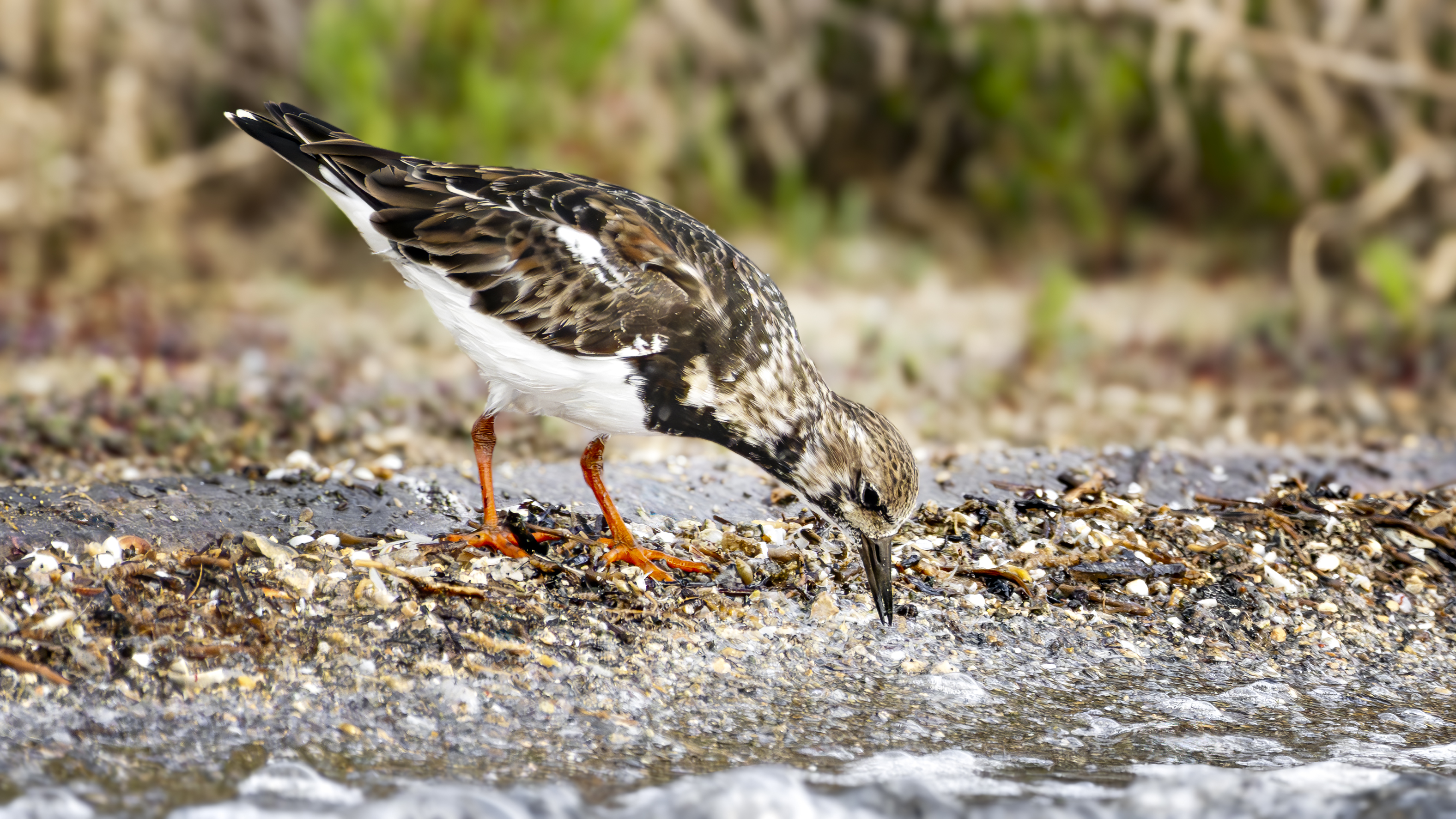 Turnstone