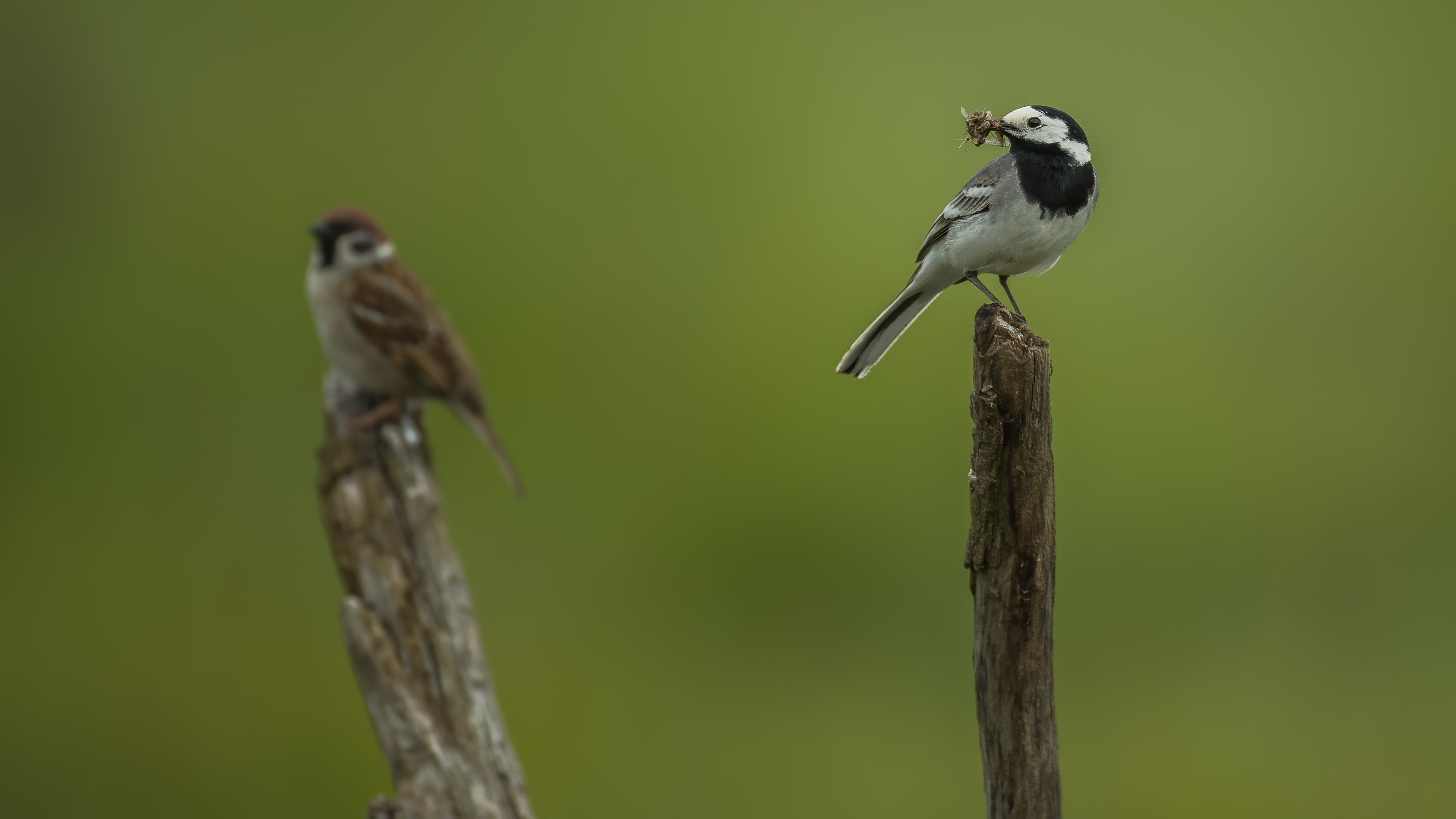Wagtails5