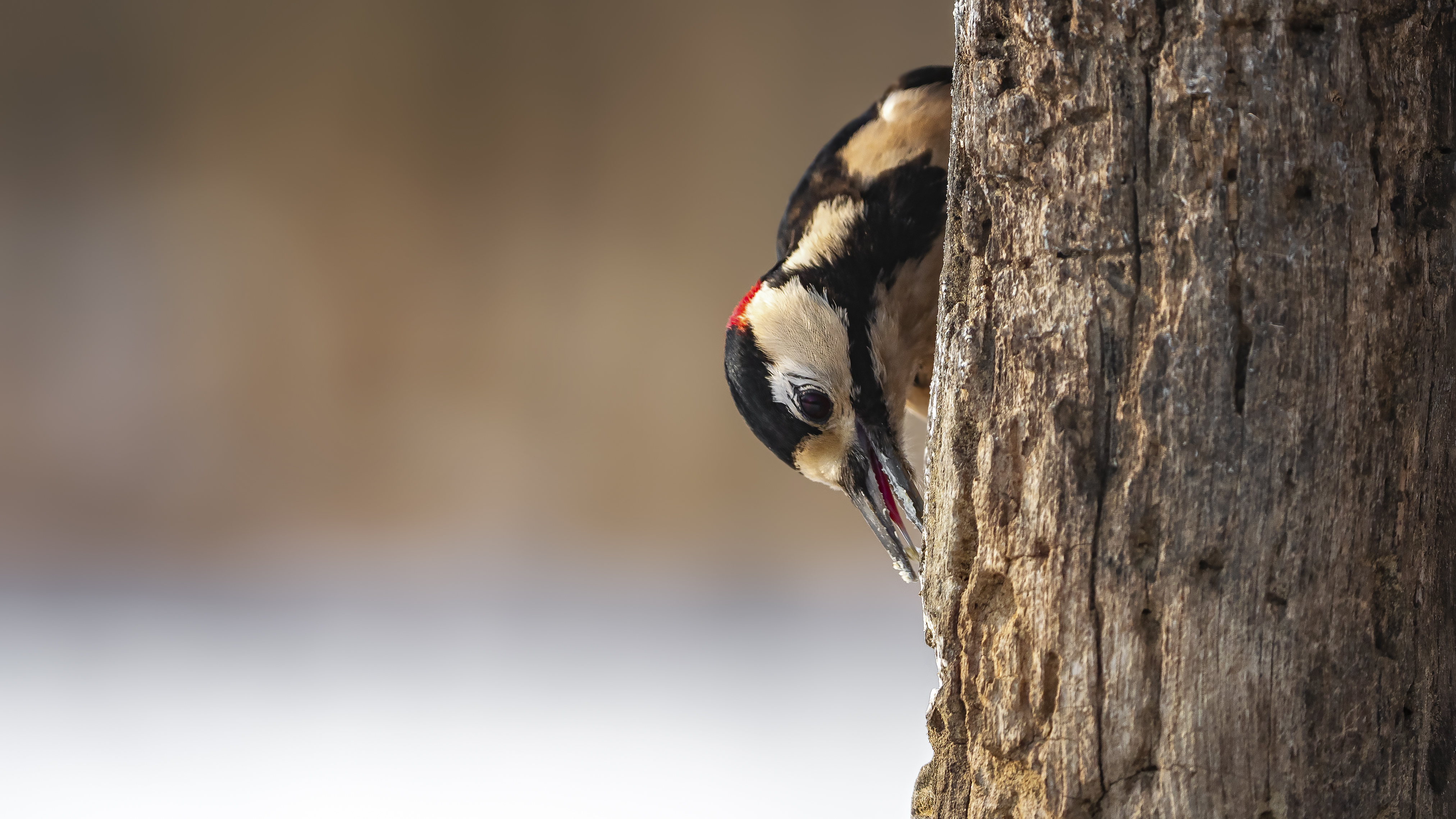 Woodpecker10