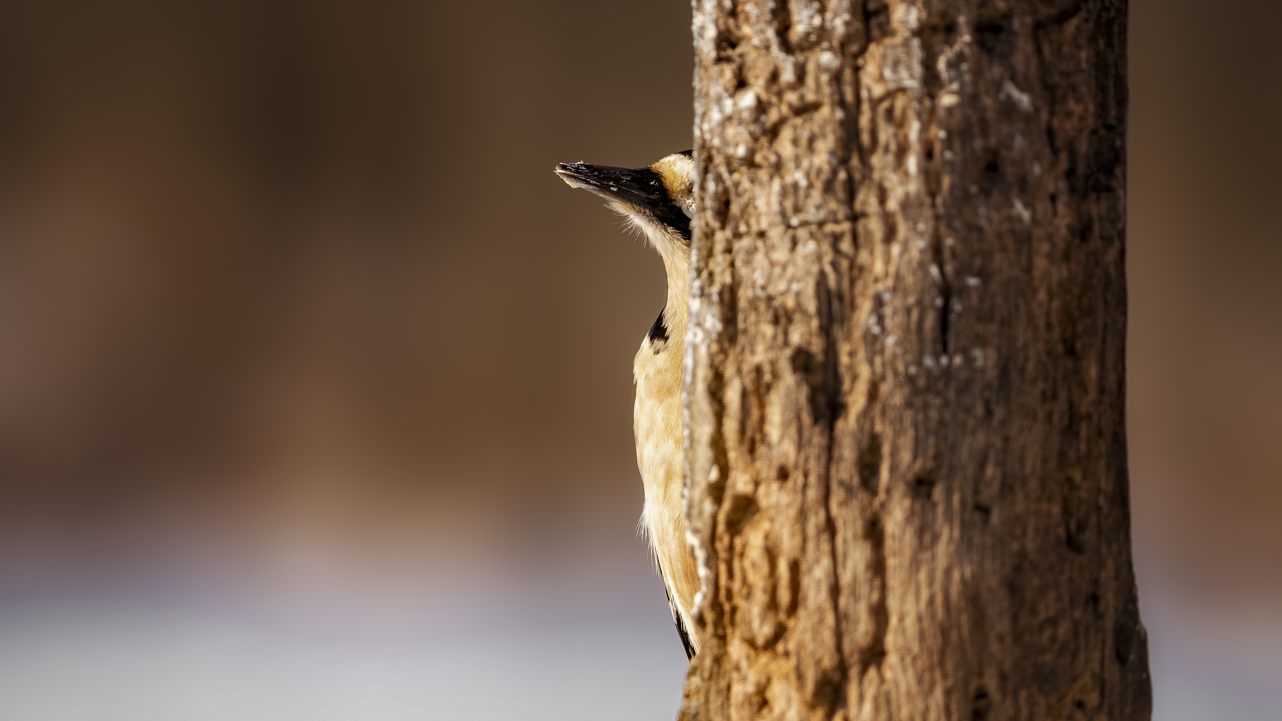 Woodpecker11