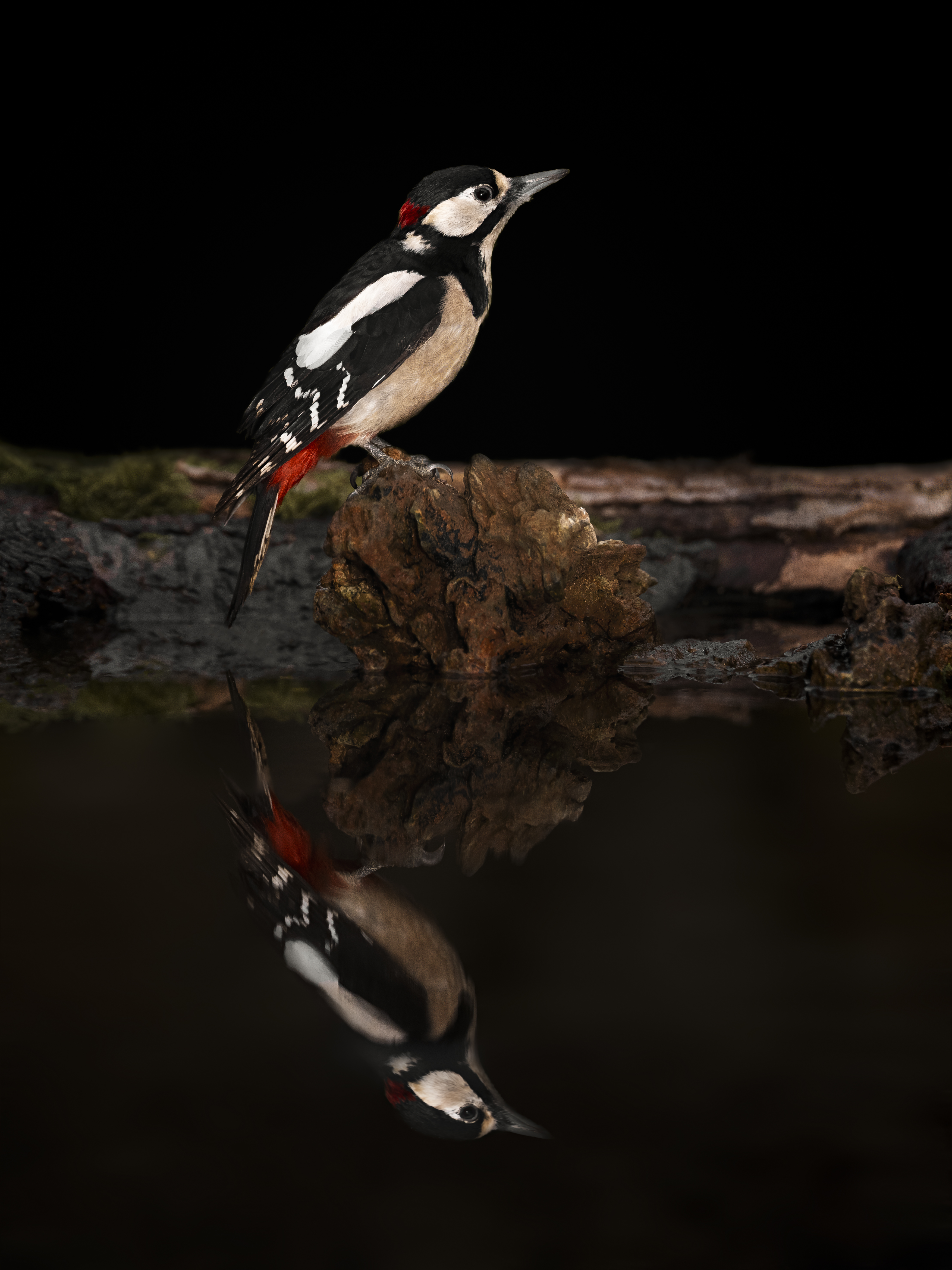 Woodpecker14