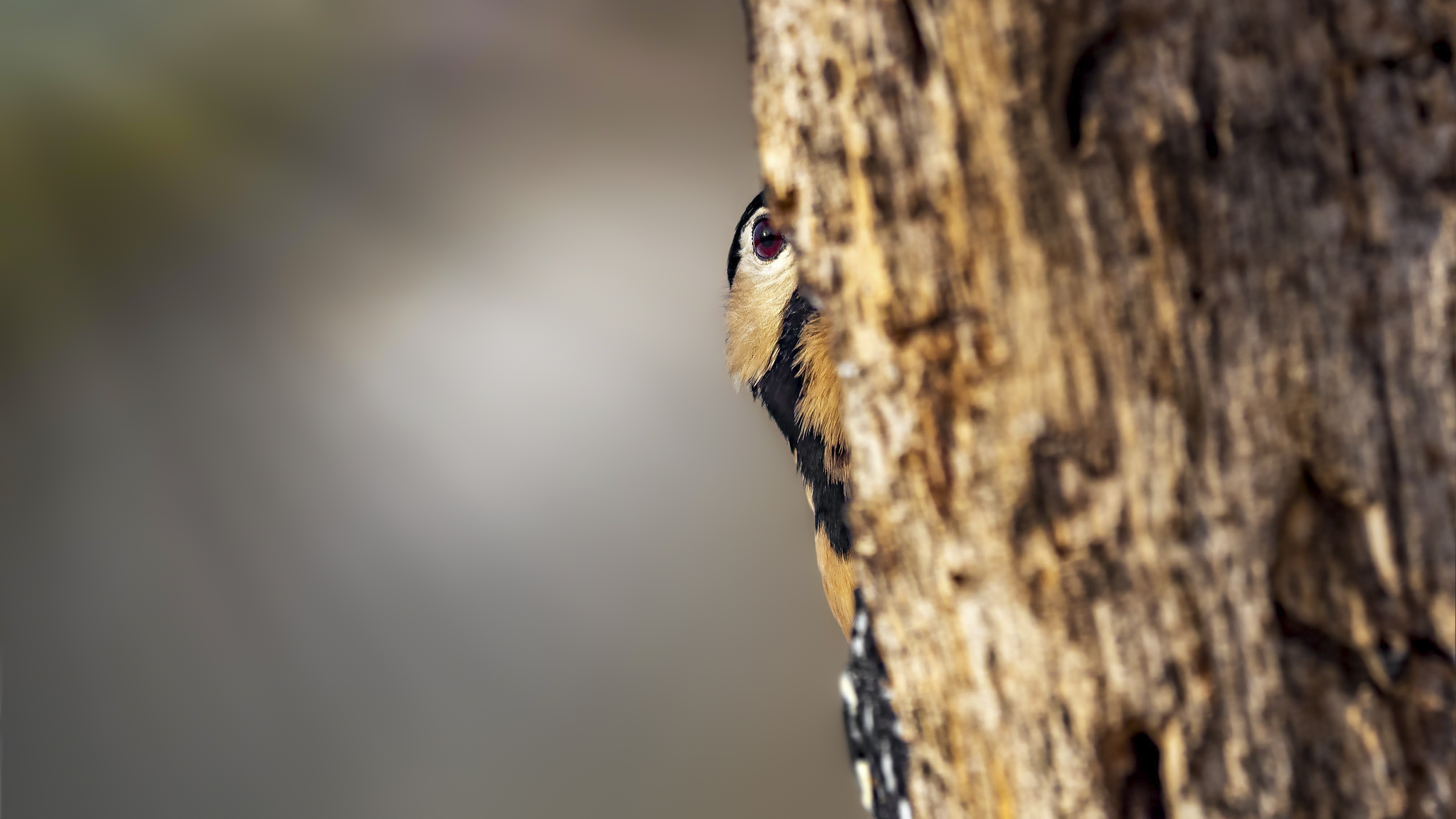 Woodpecker4