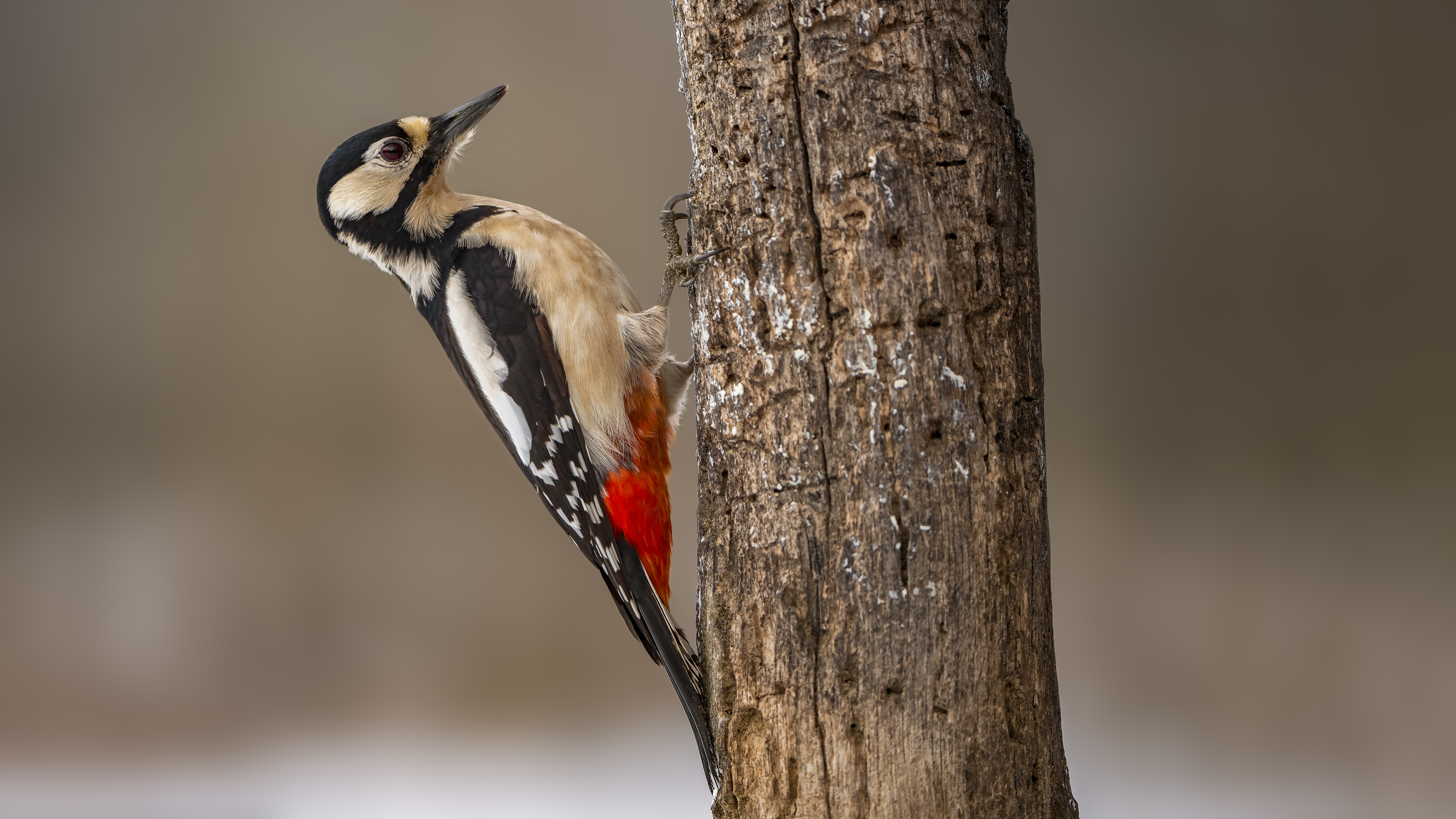 Woodpecker5