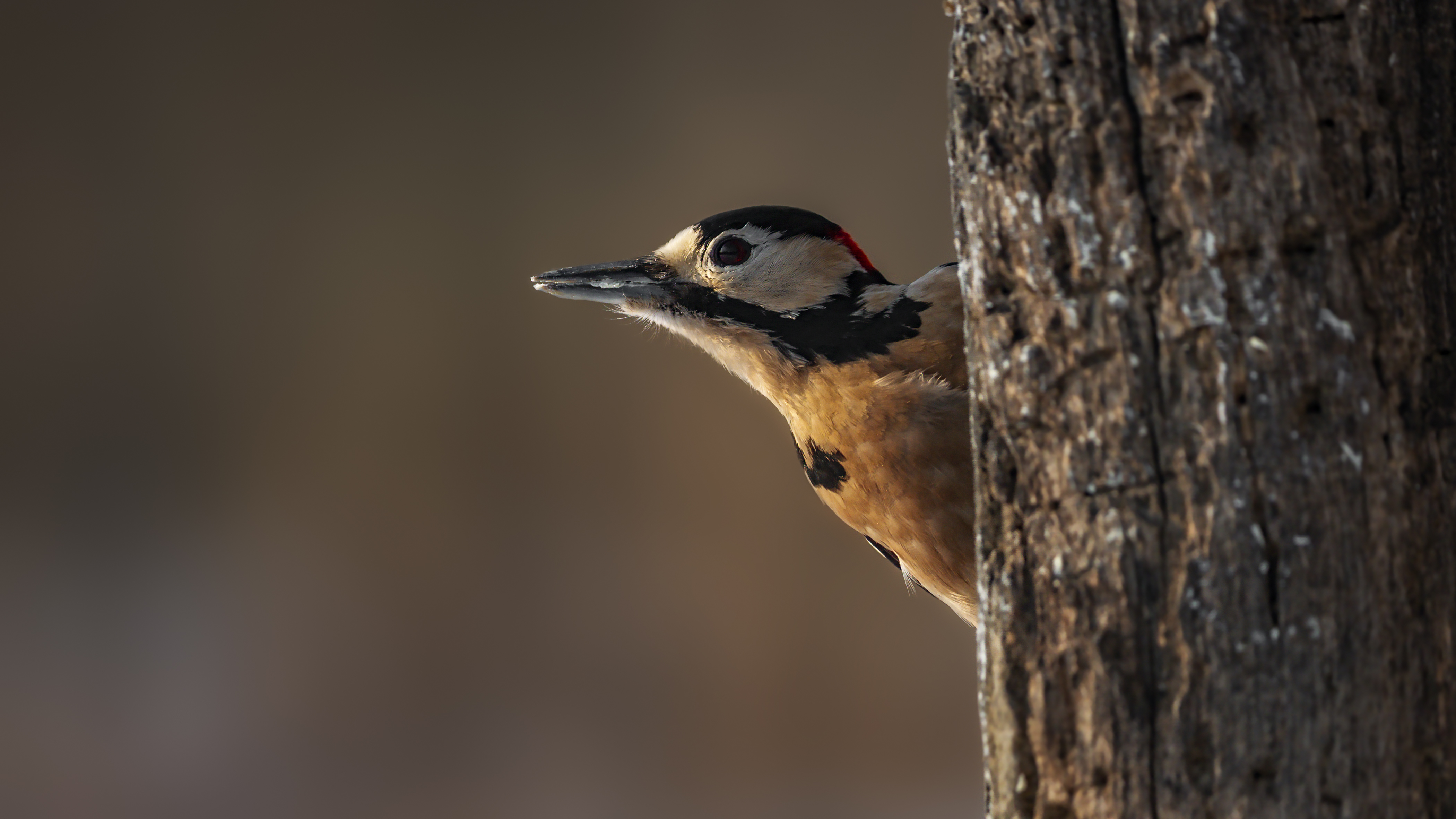 Woodpecker6