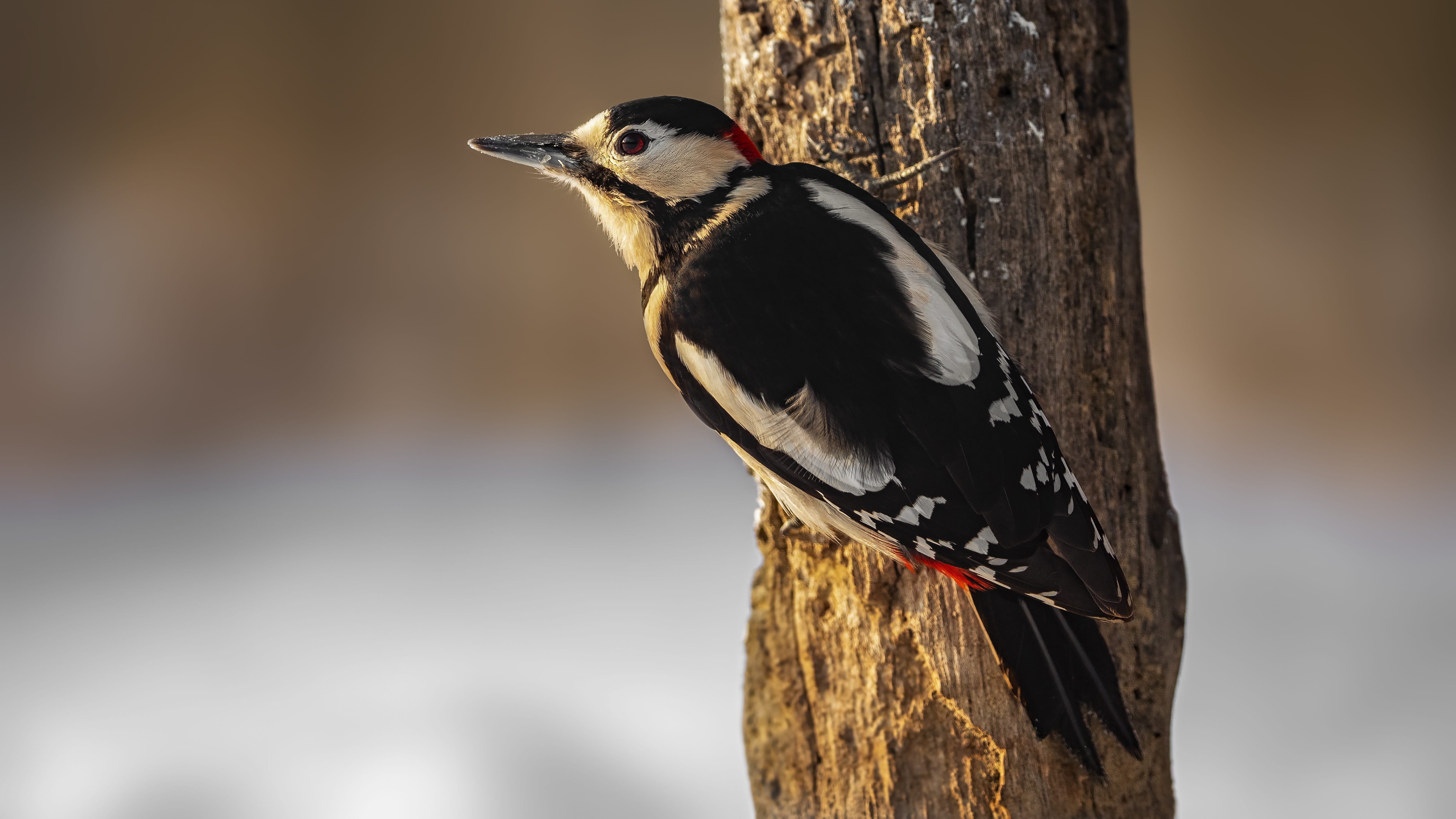 Woodpecker7