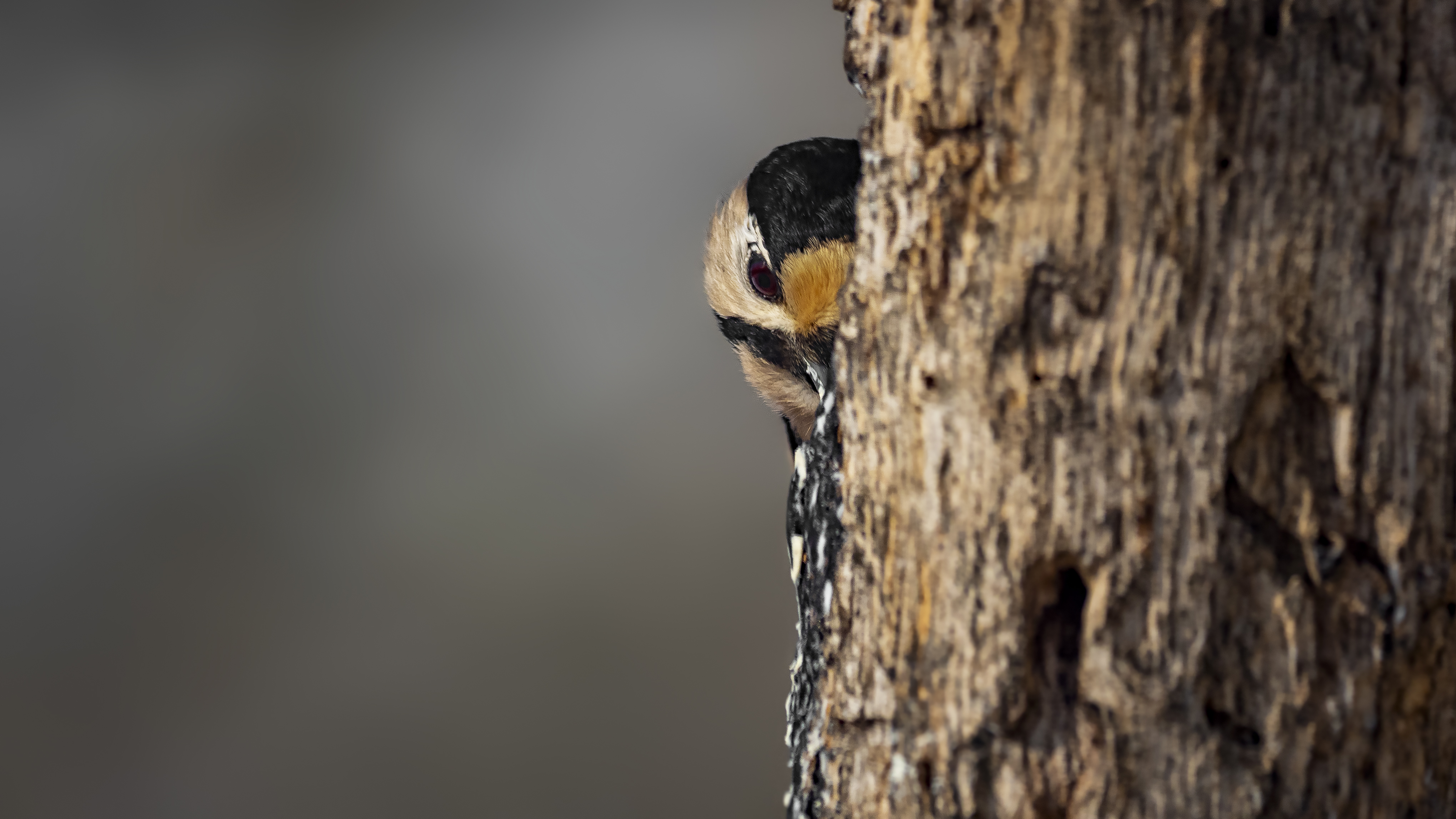 Woodpecker9