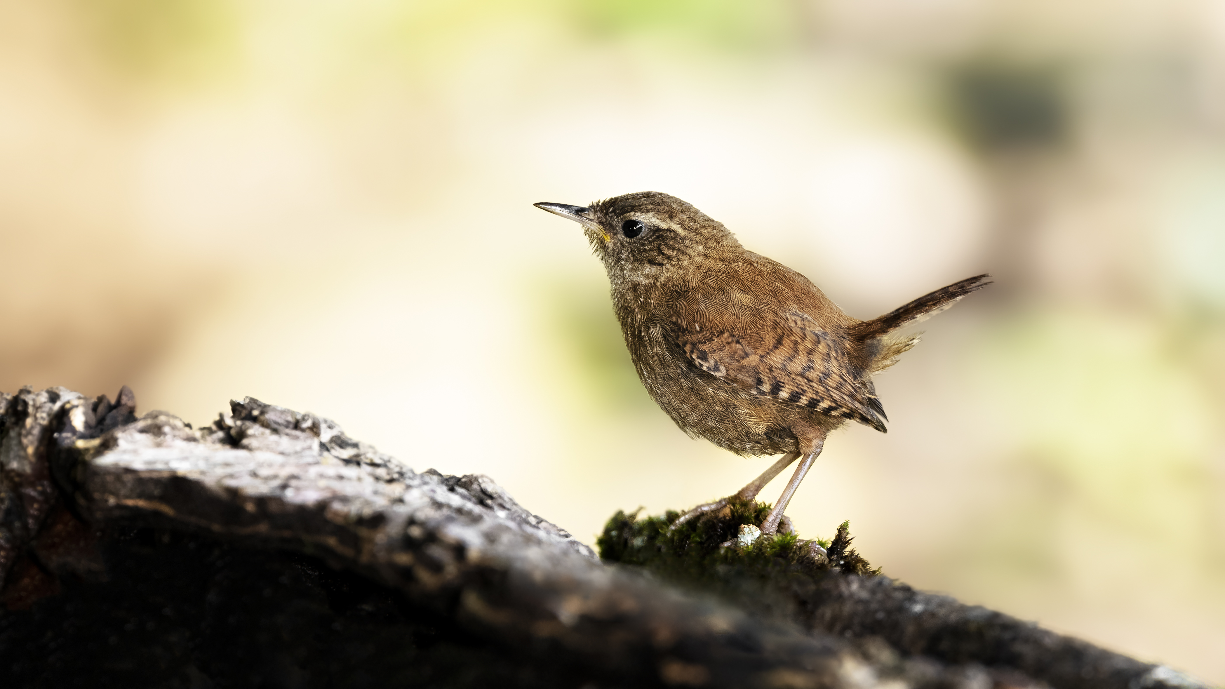 Wren2