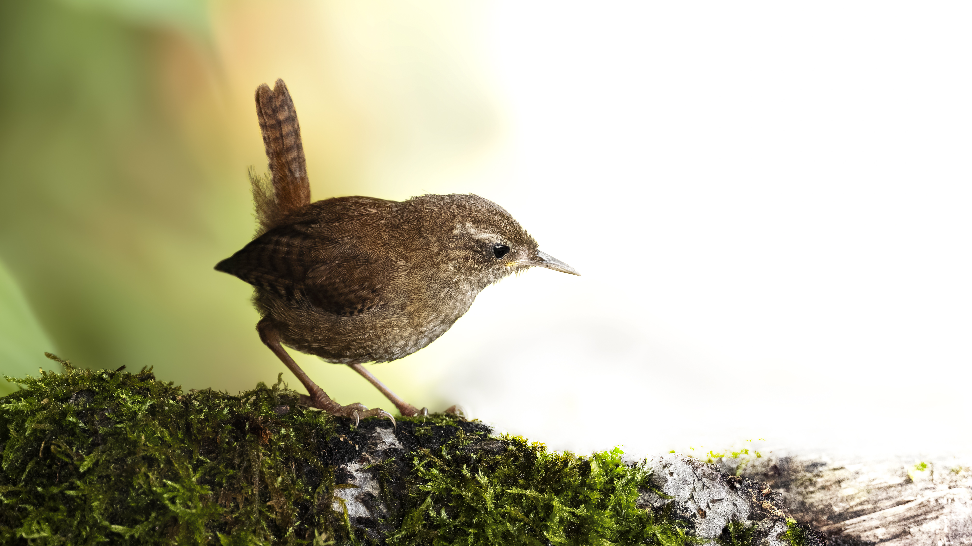 Wren7
