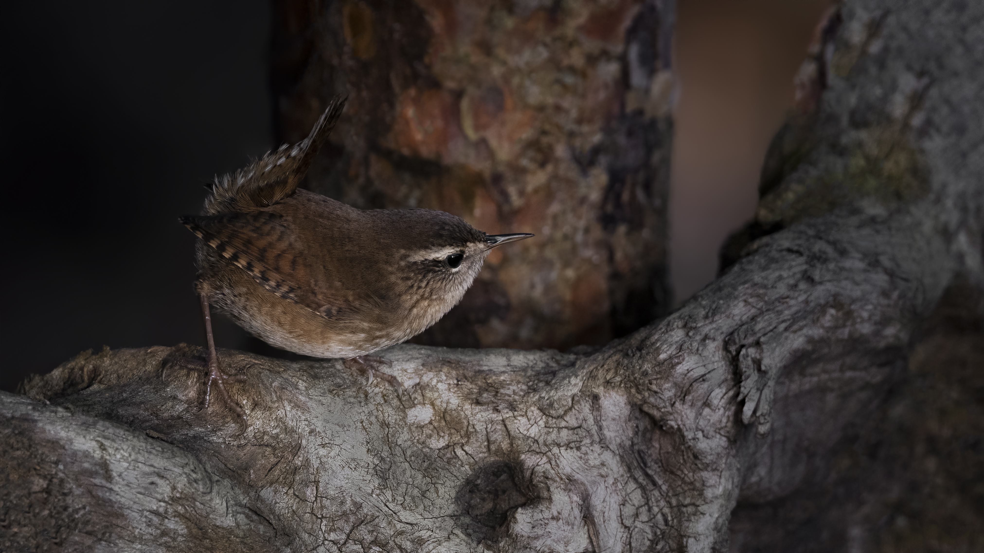 Wren8
