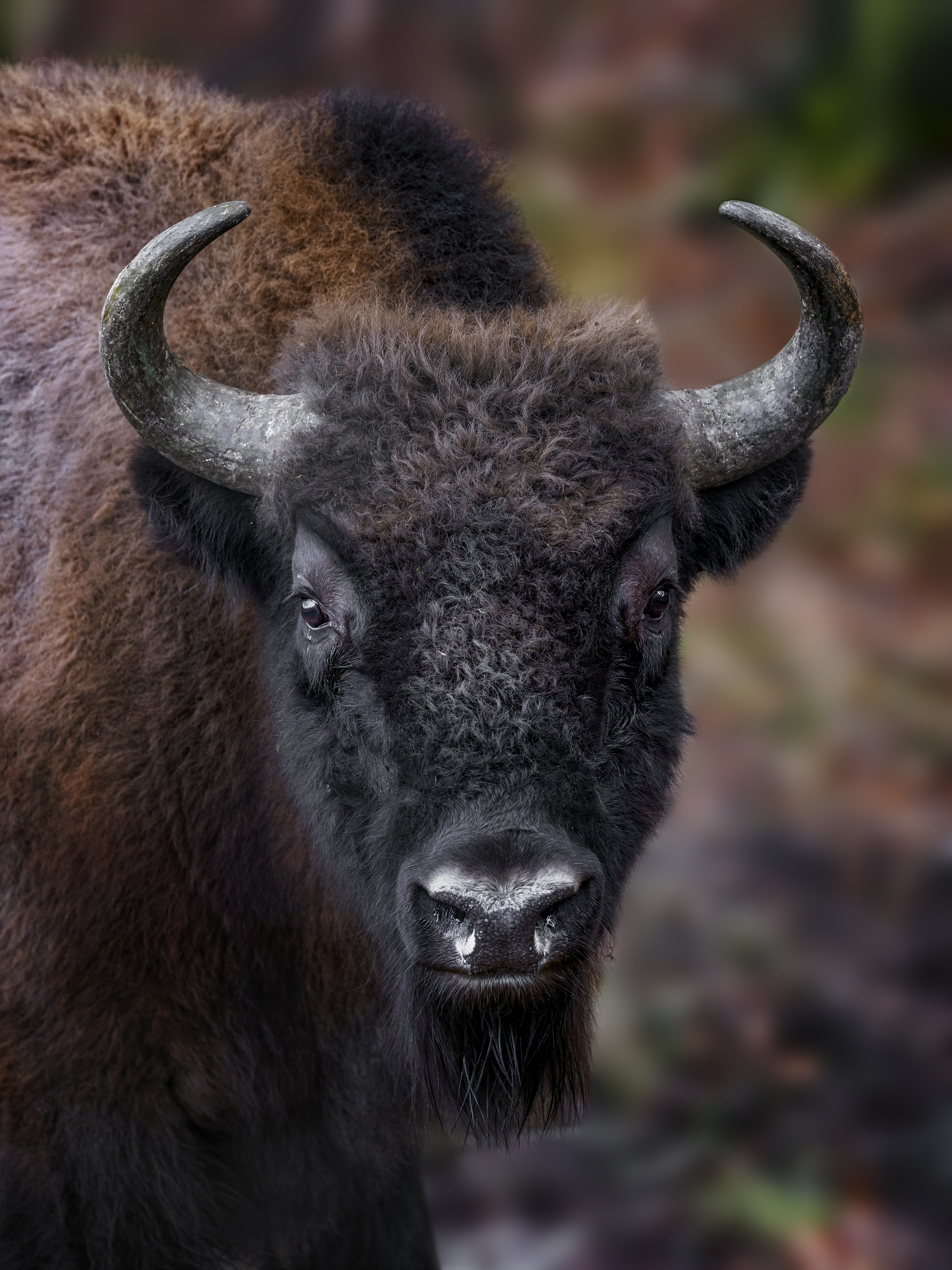 Bison2small