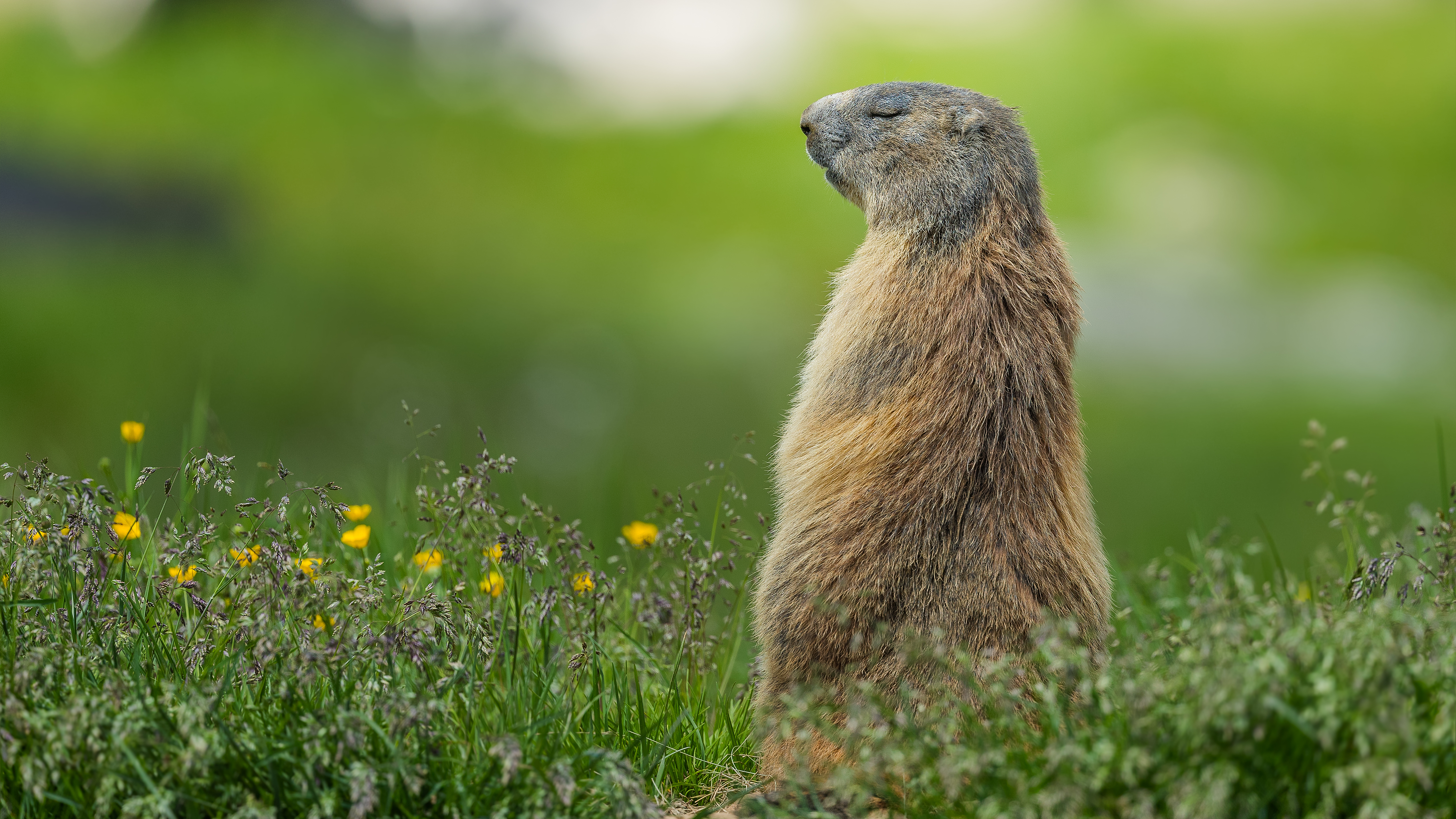 Marmot1