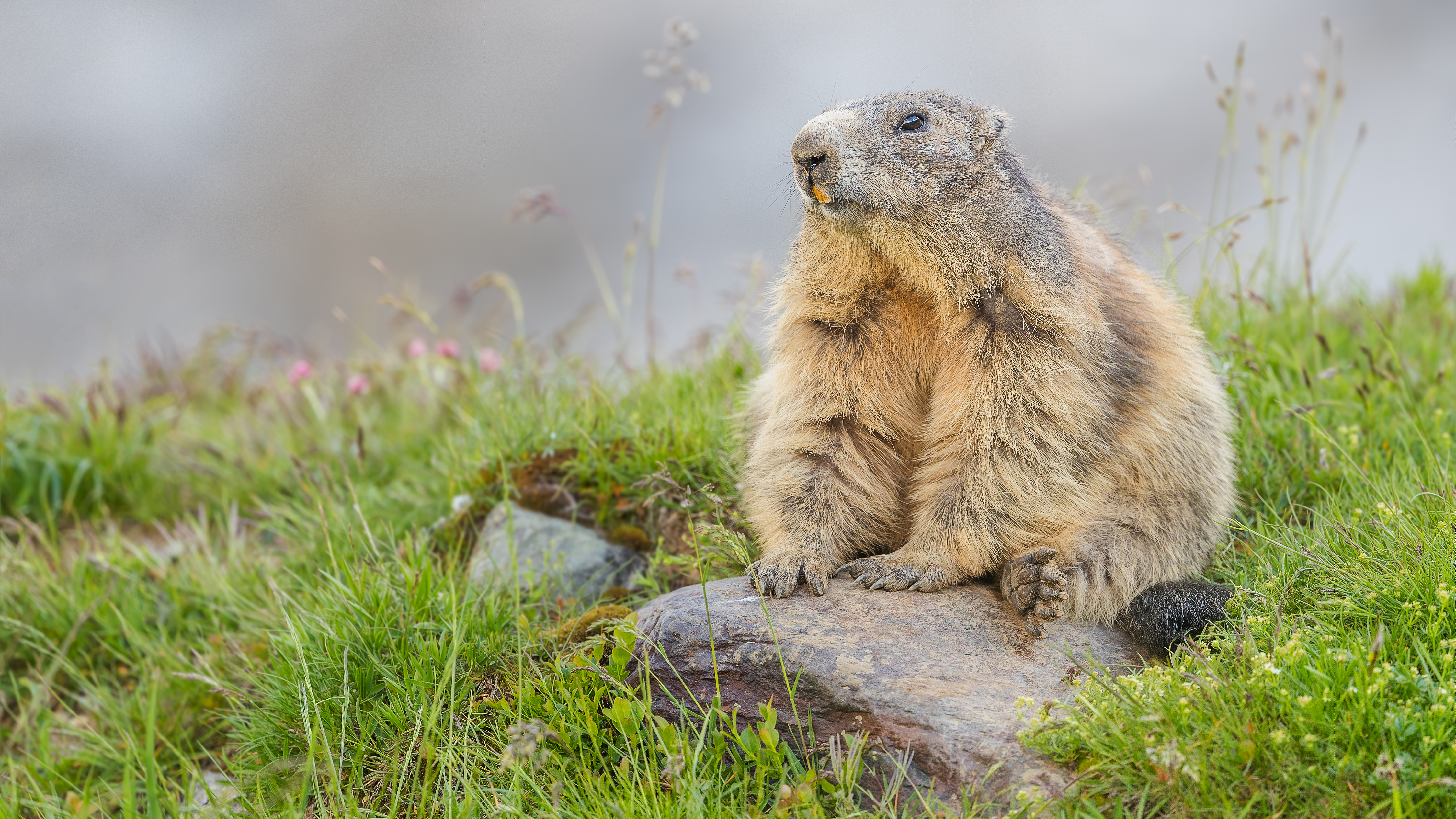 Marmot10