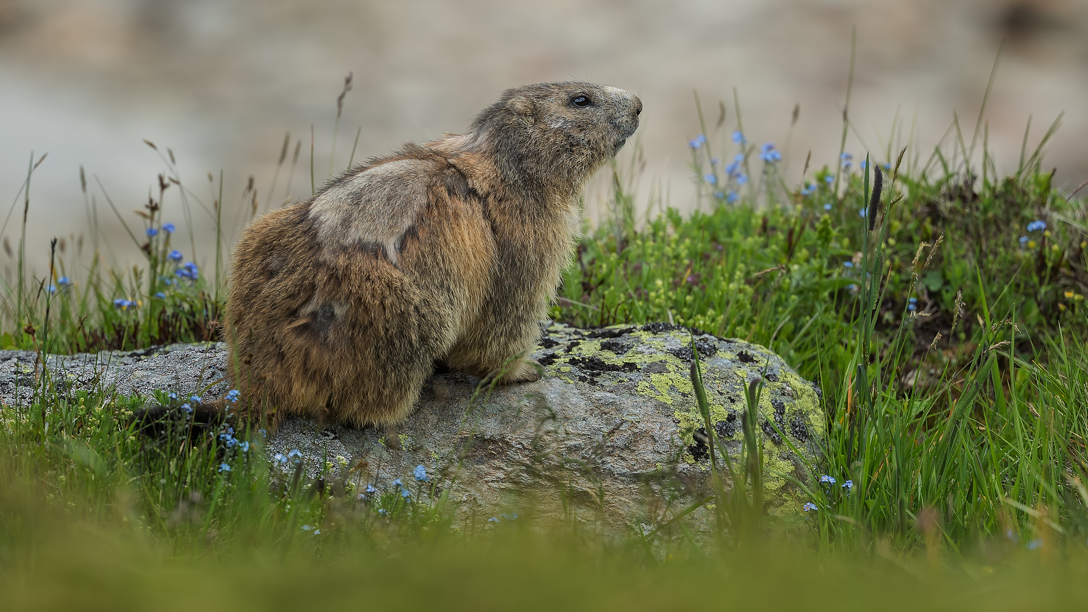 Marmot3