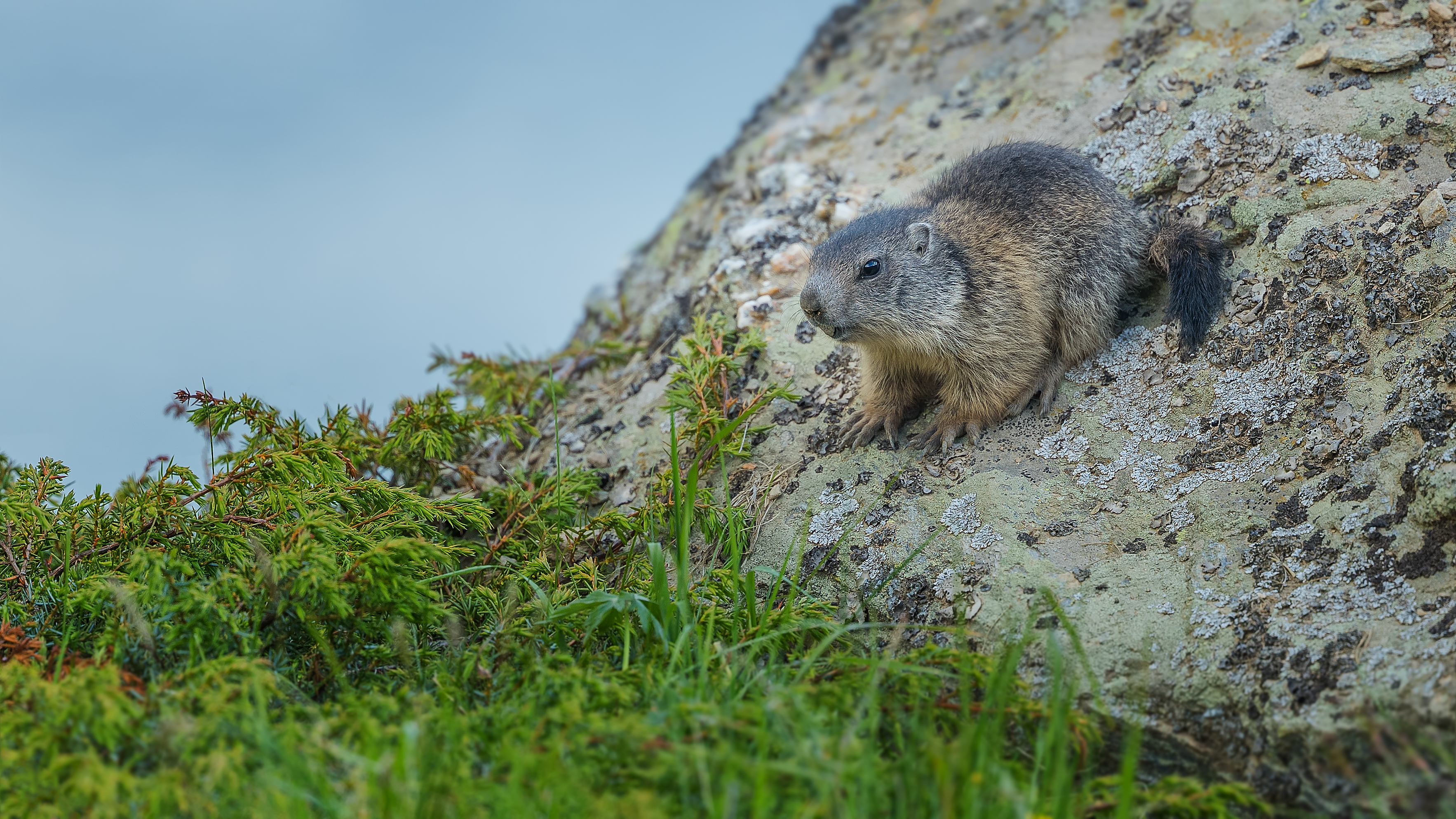 Marmot5