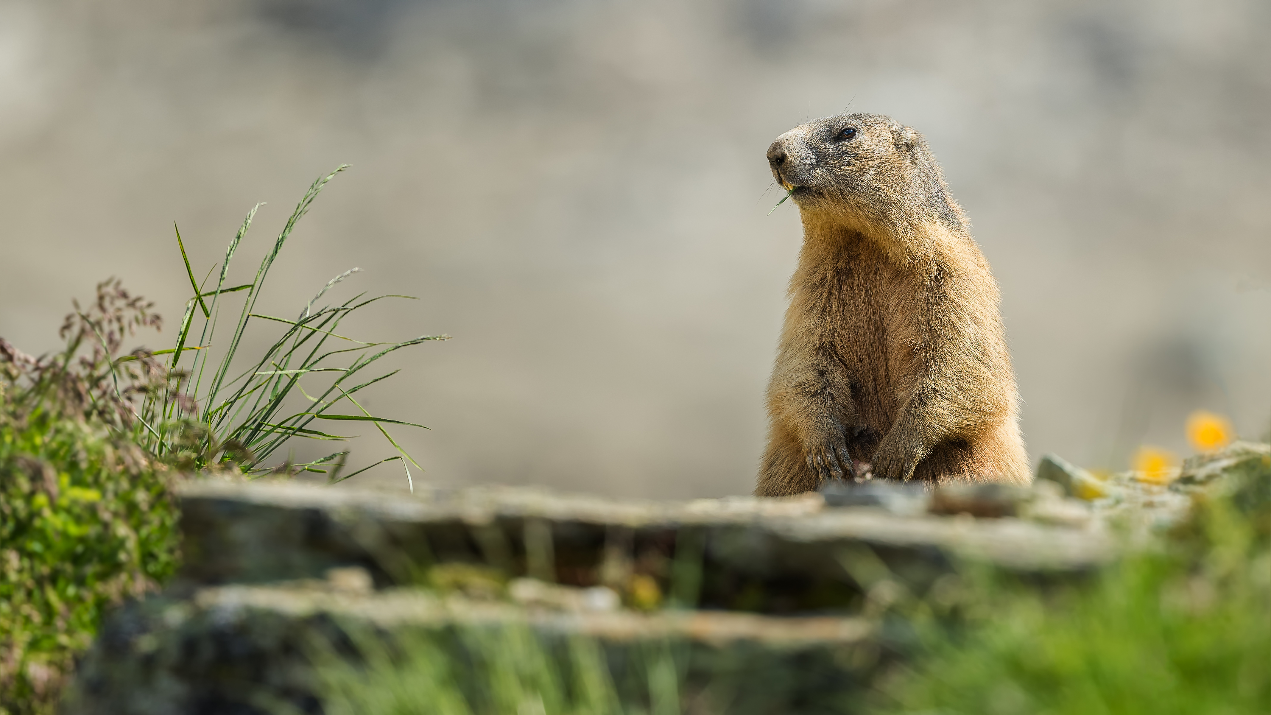 Marmot6