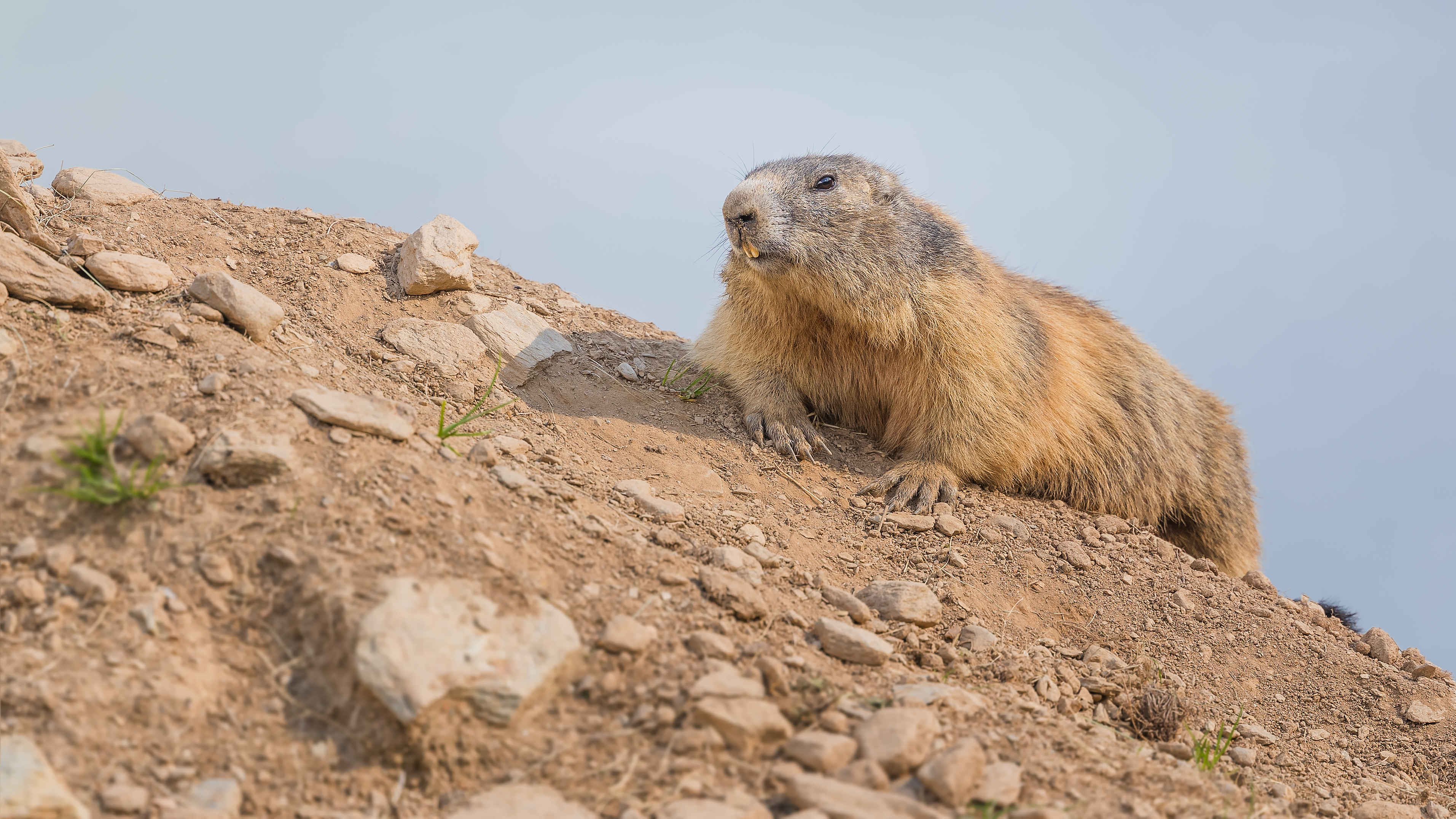 Marmot9