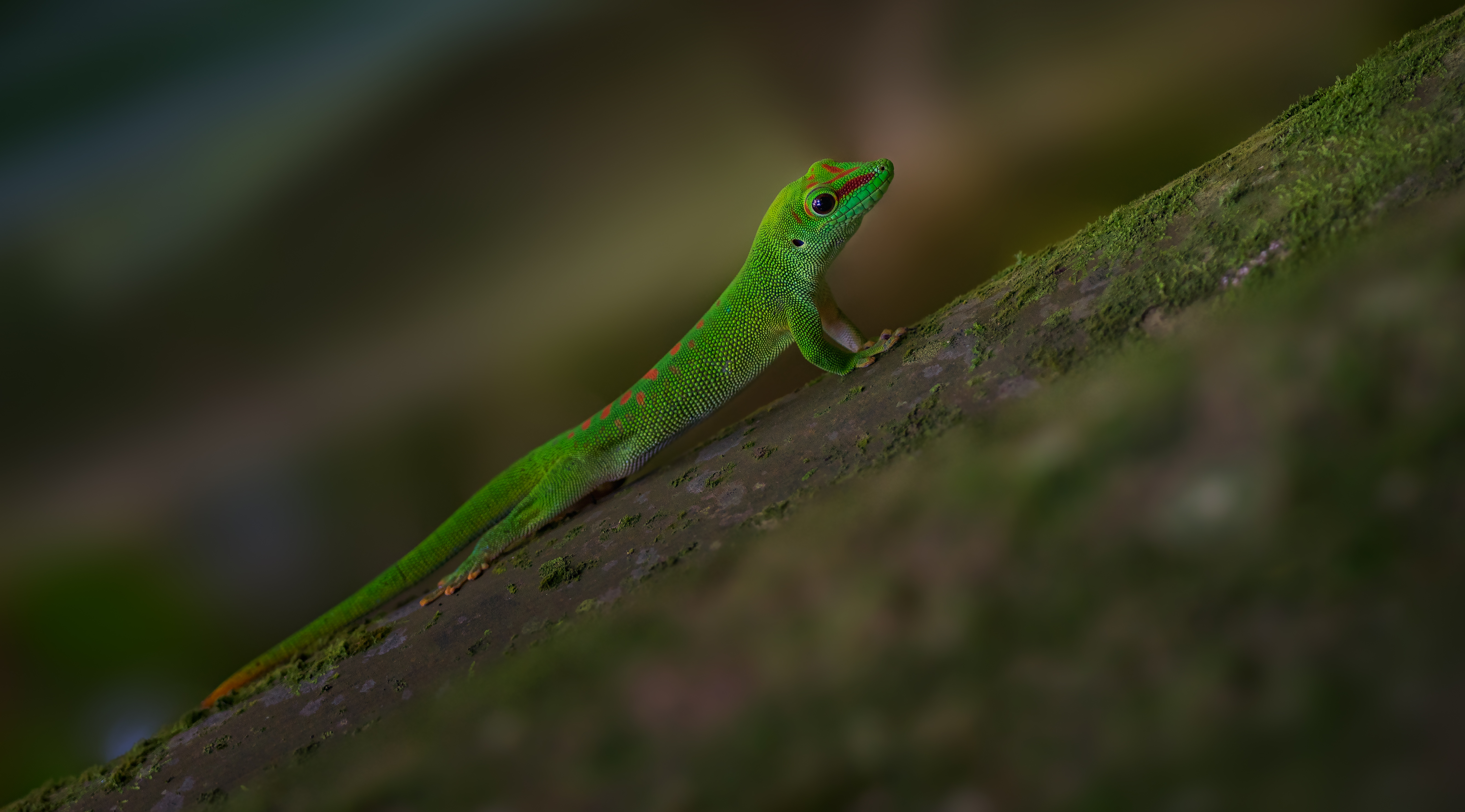 Phelsuma Grandis