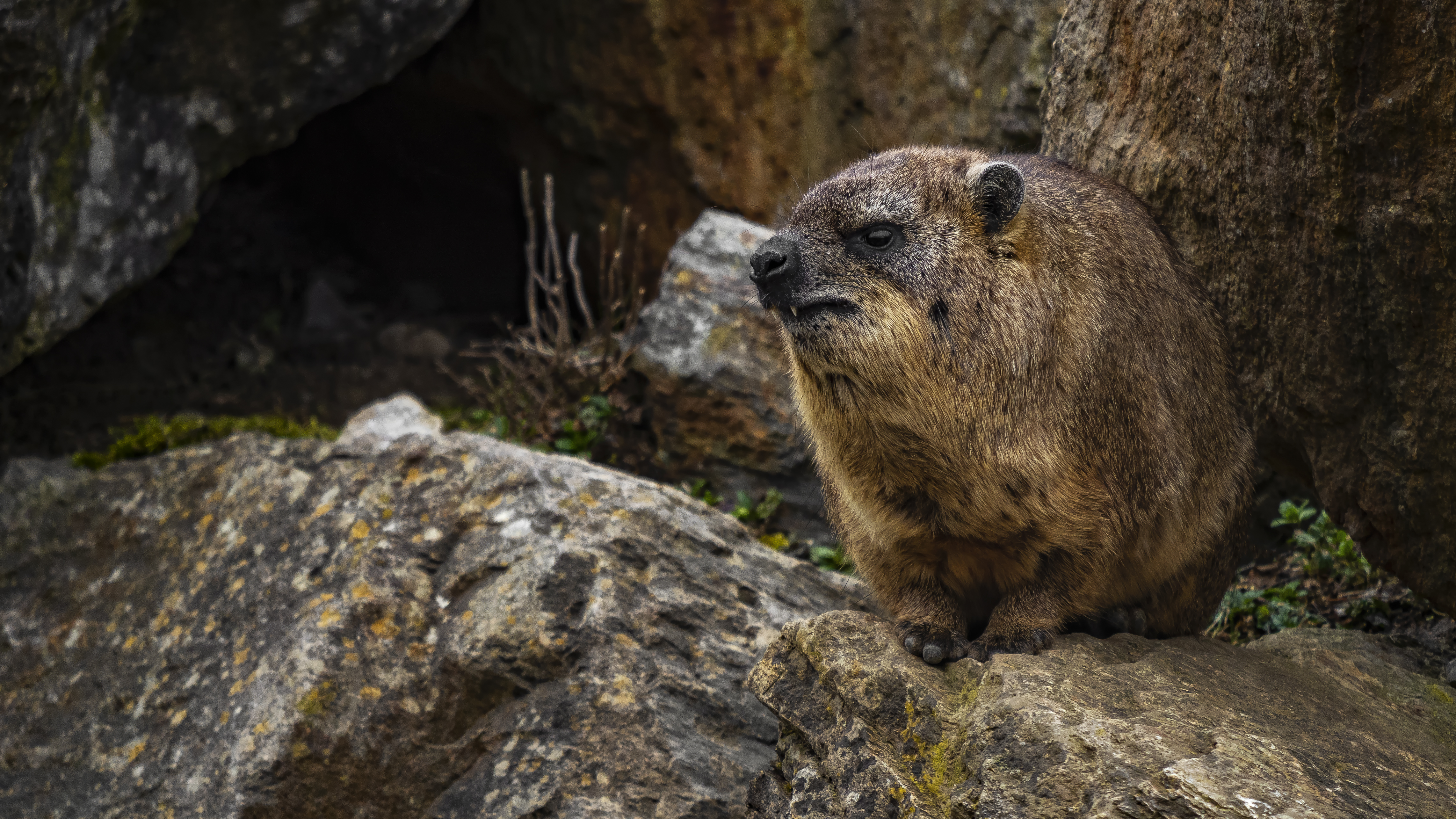 Rock Hyrax