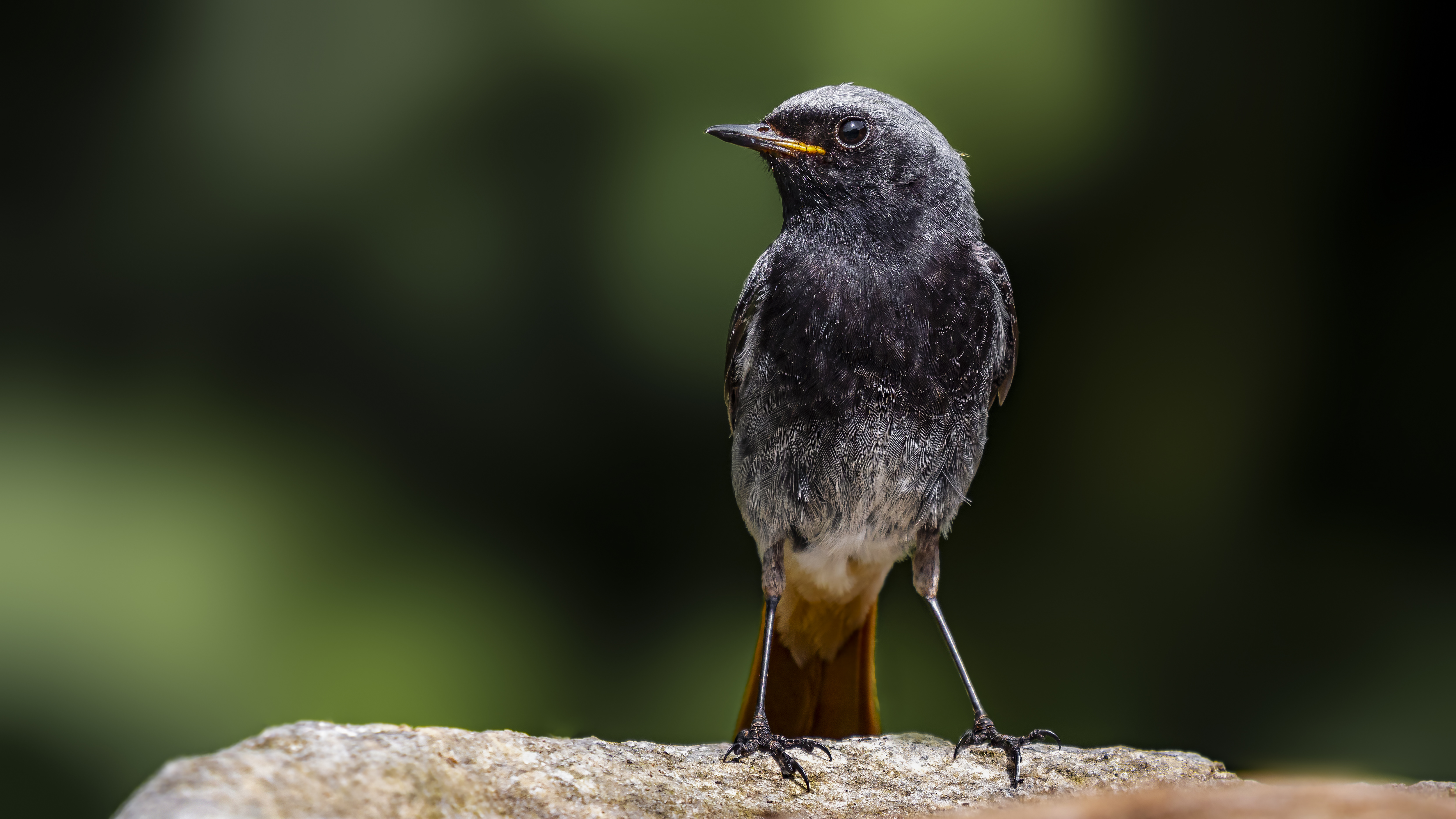 Blackredstart10