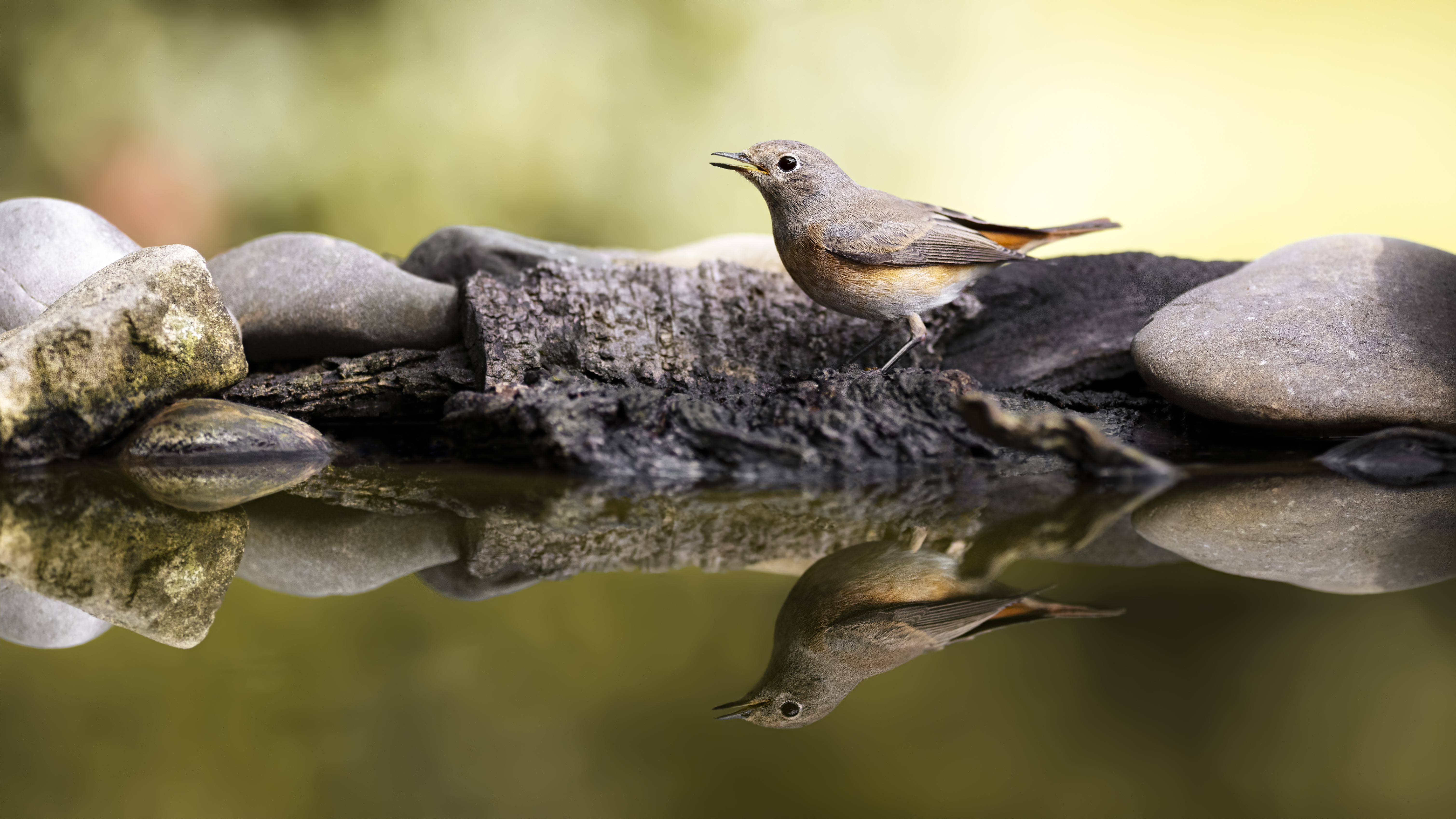 Blackredstart16