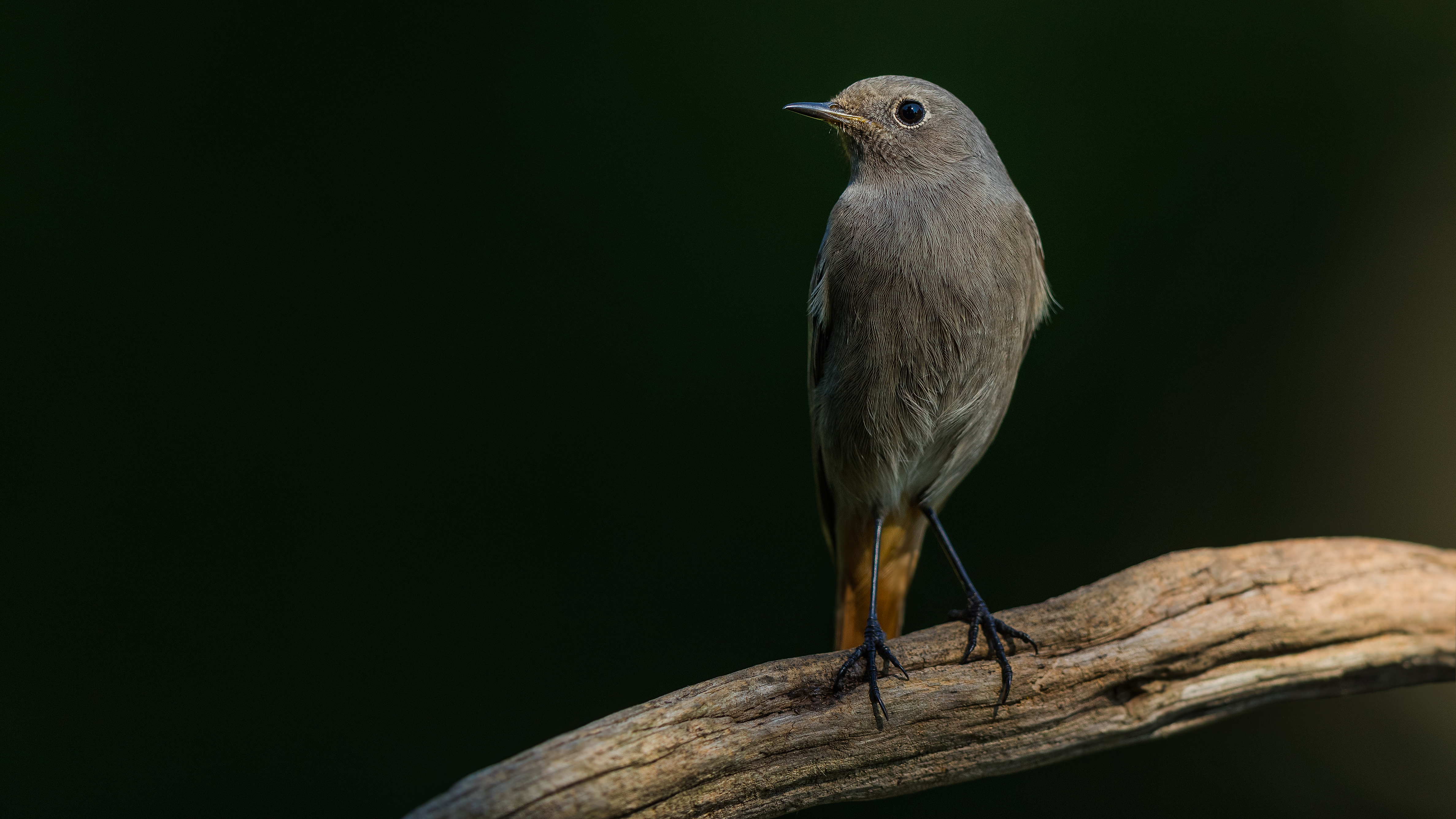 Blackredstart7
