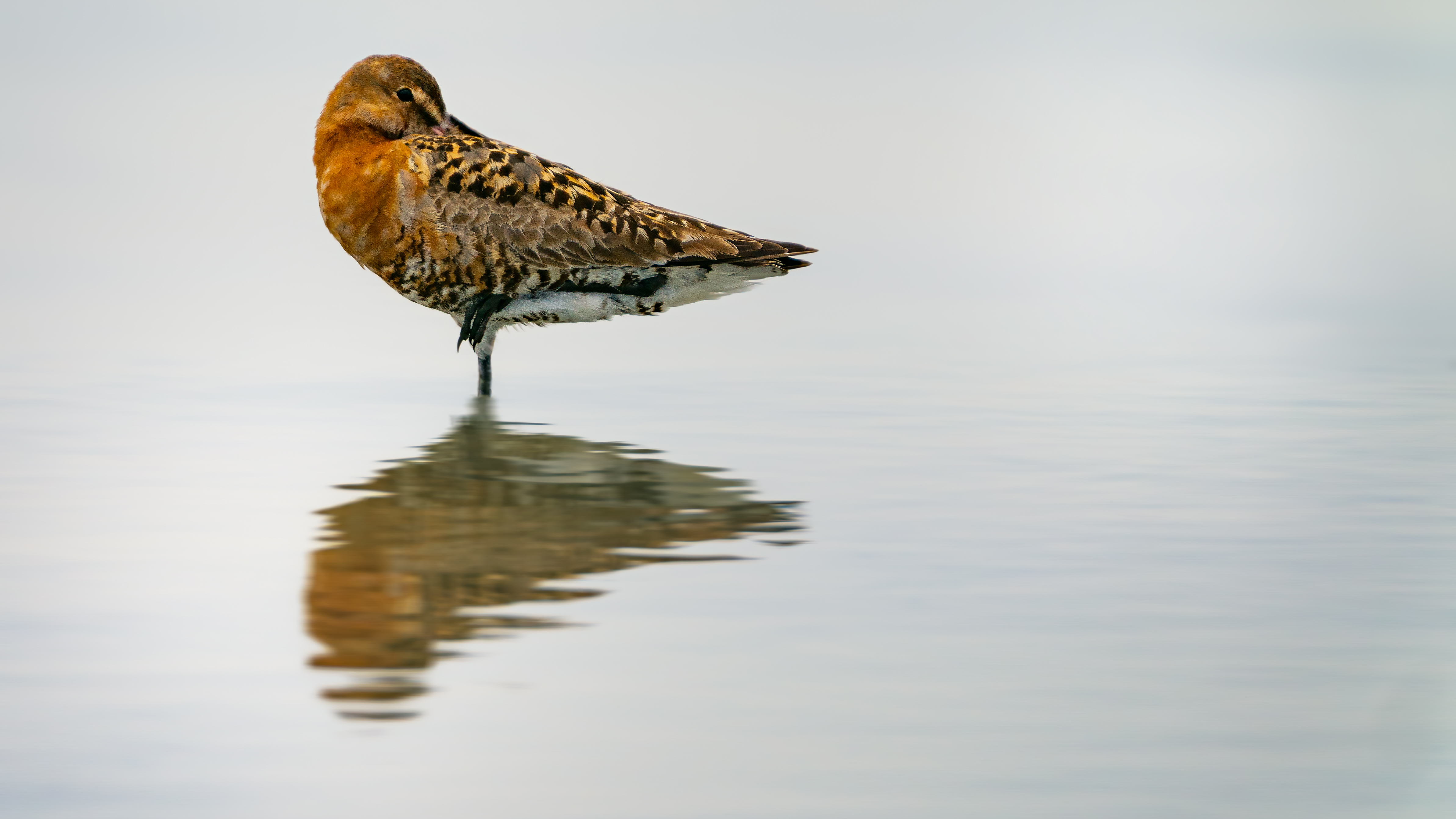 Godwit5