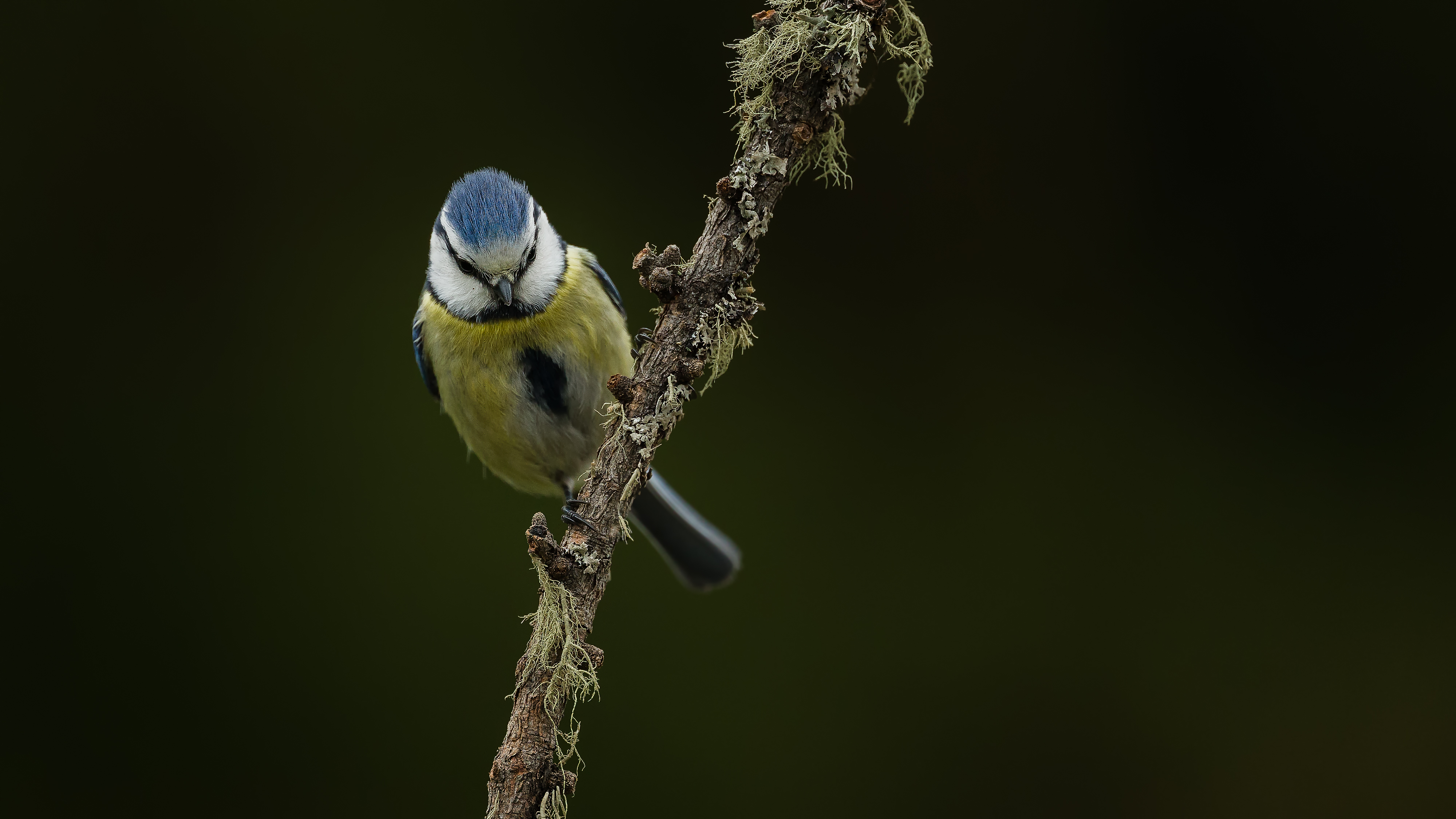 Bluetit10
