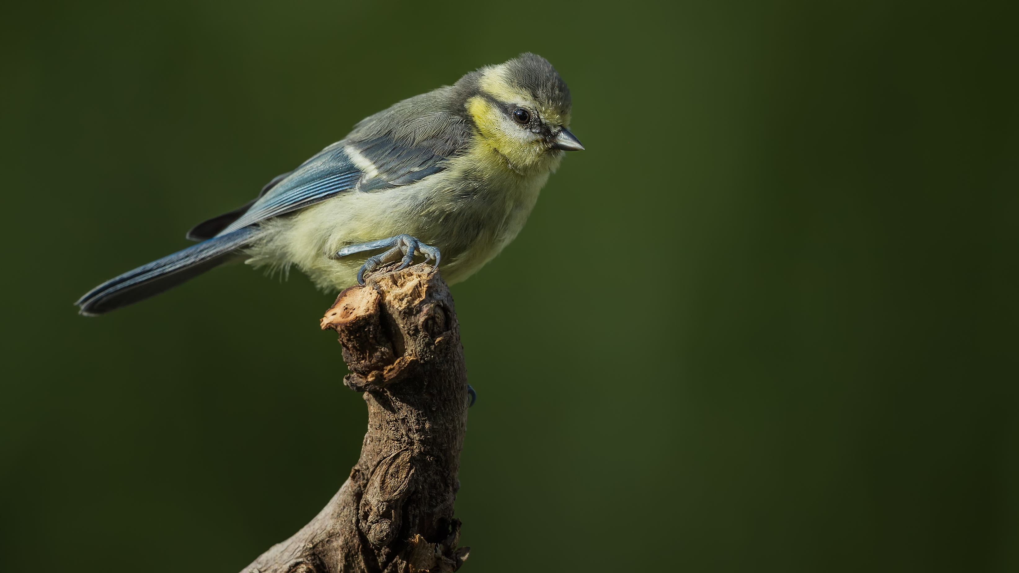 Bluetit17