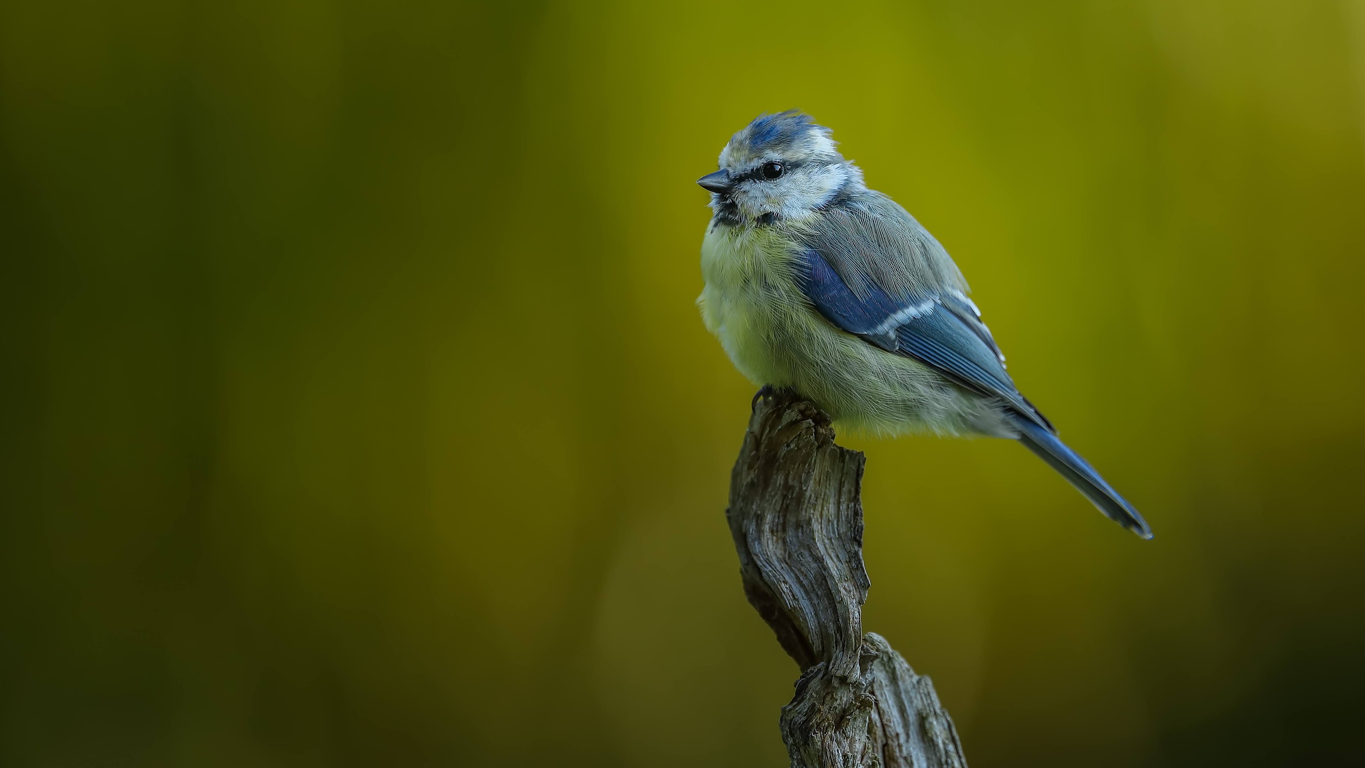 Bluetit21