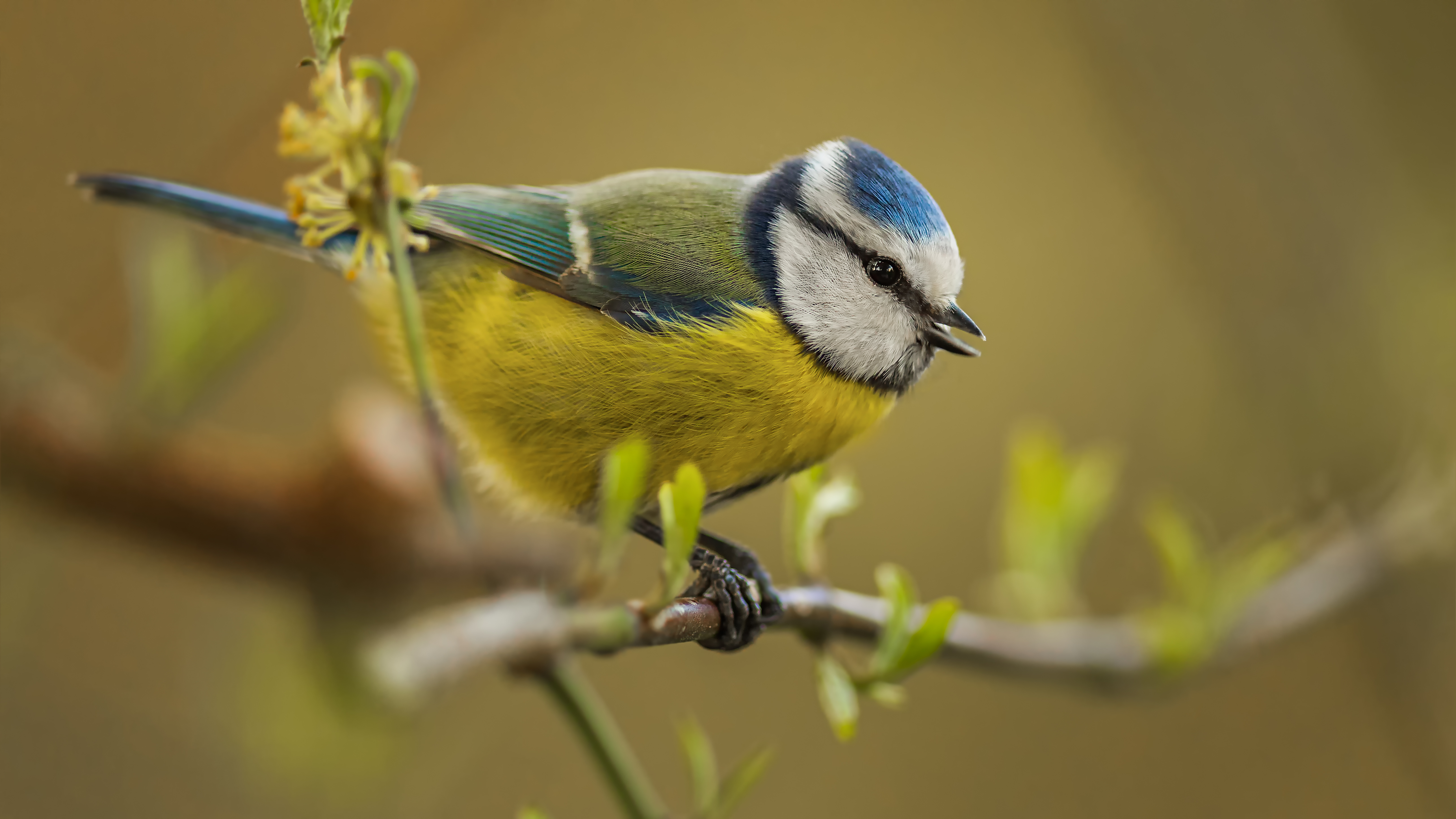 Bluetit25