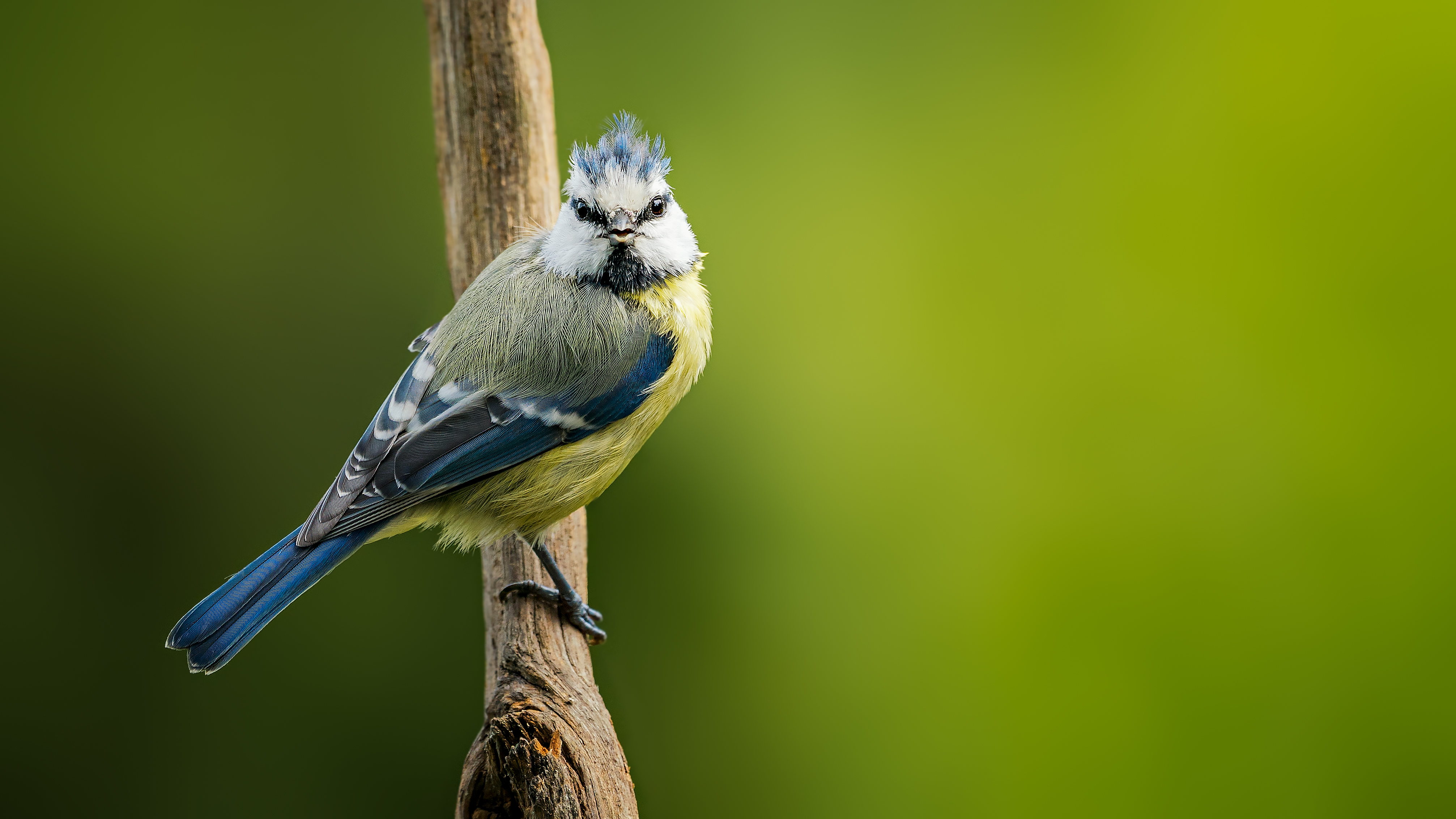 Bluetit29