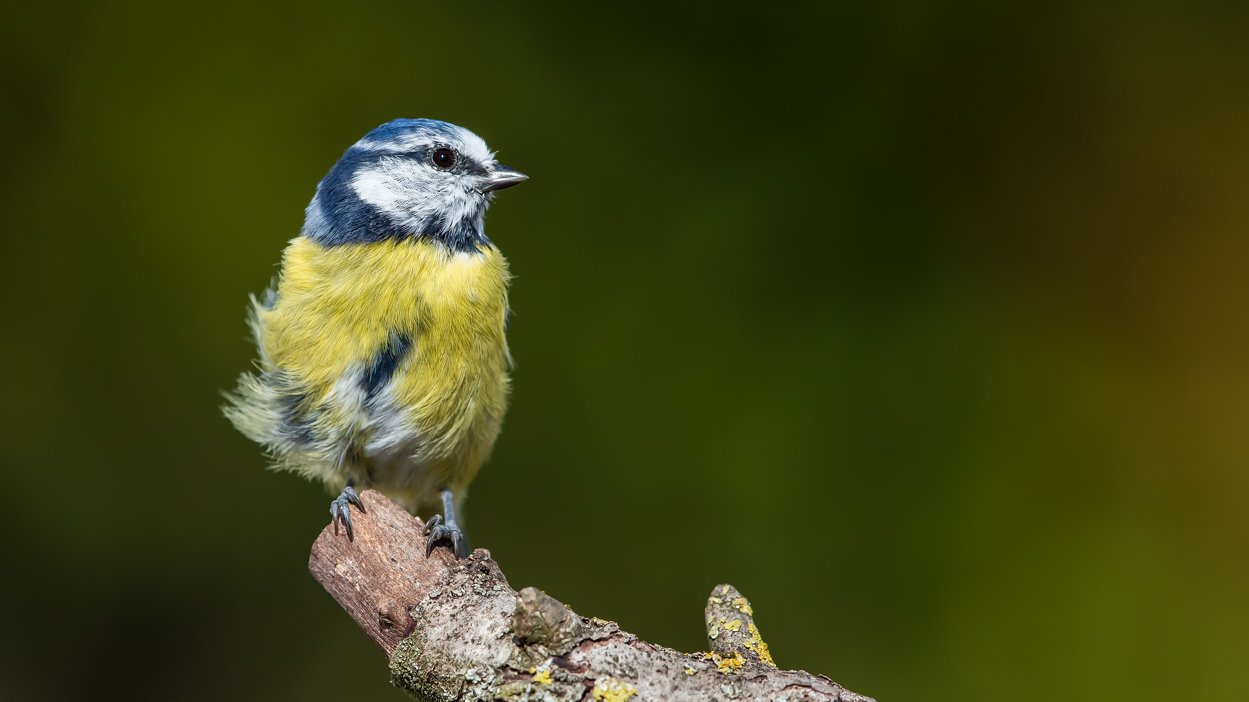 Bluetit3