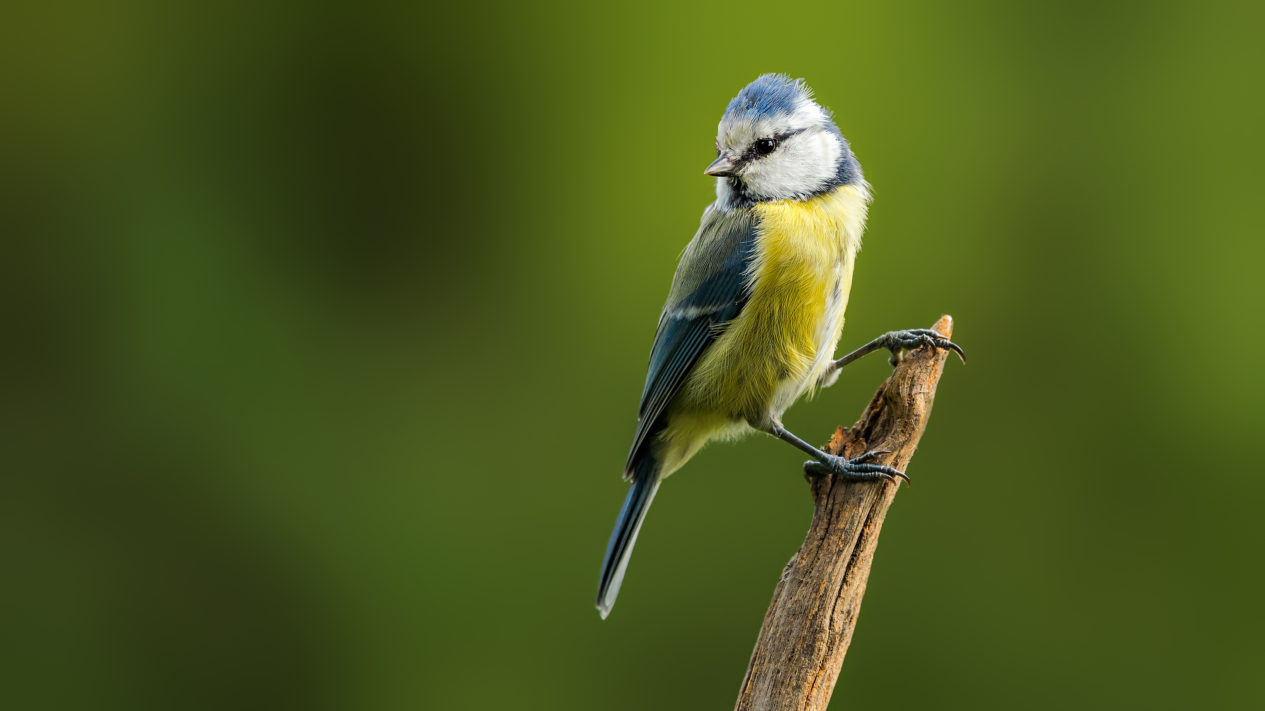 Bluetit30