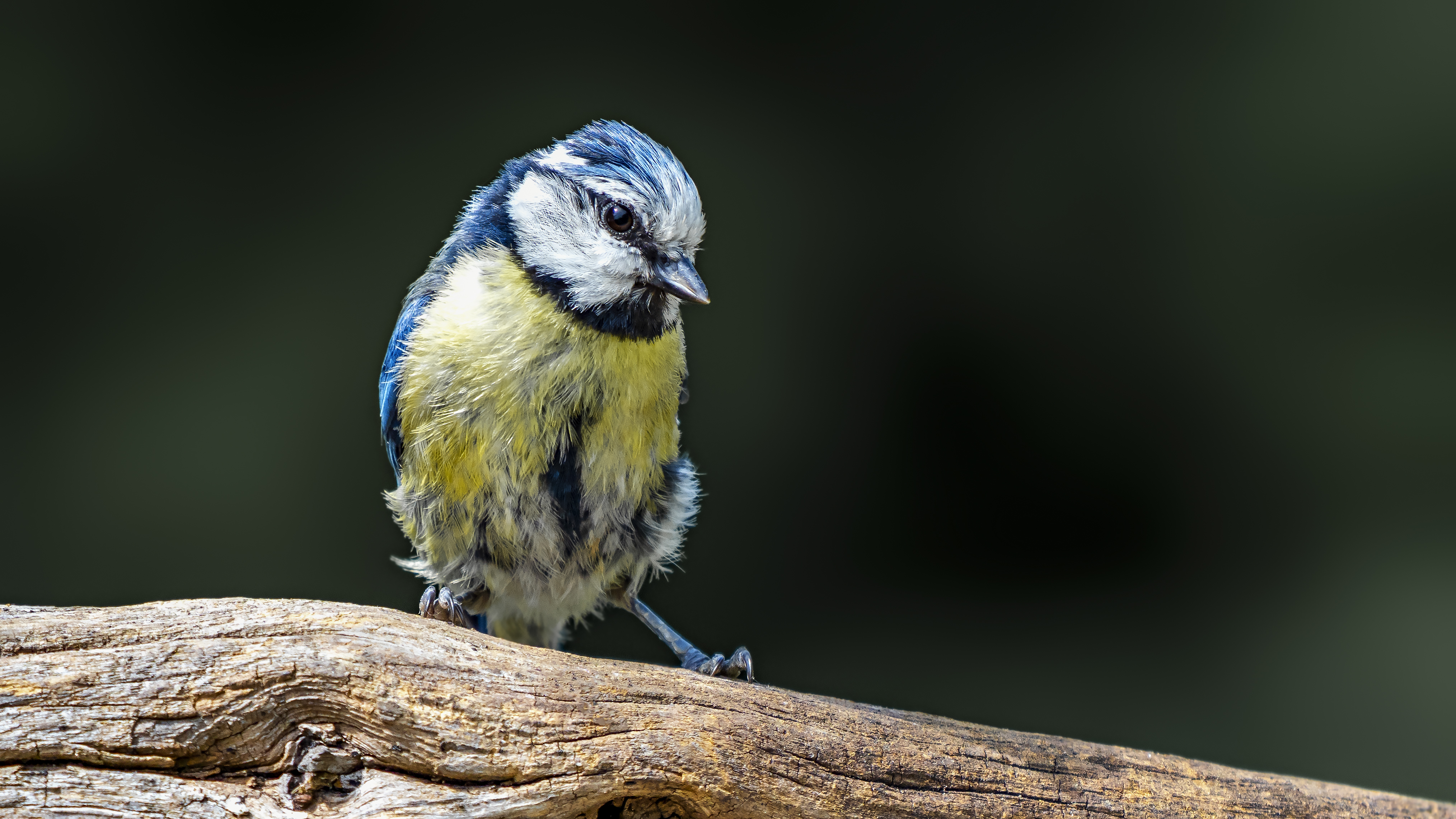 Bluetit32