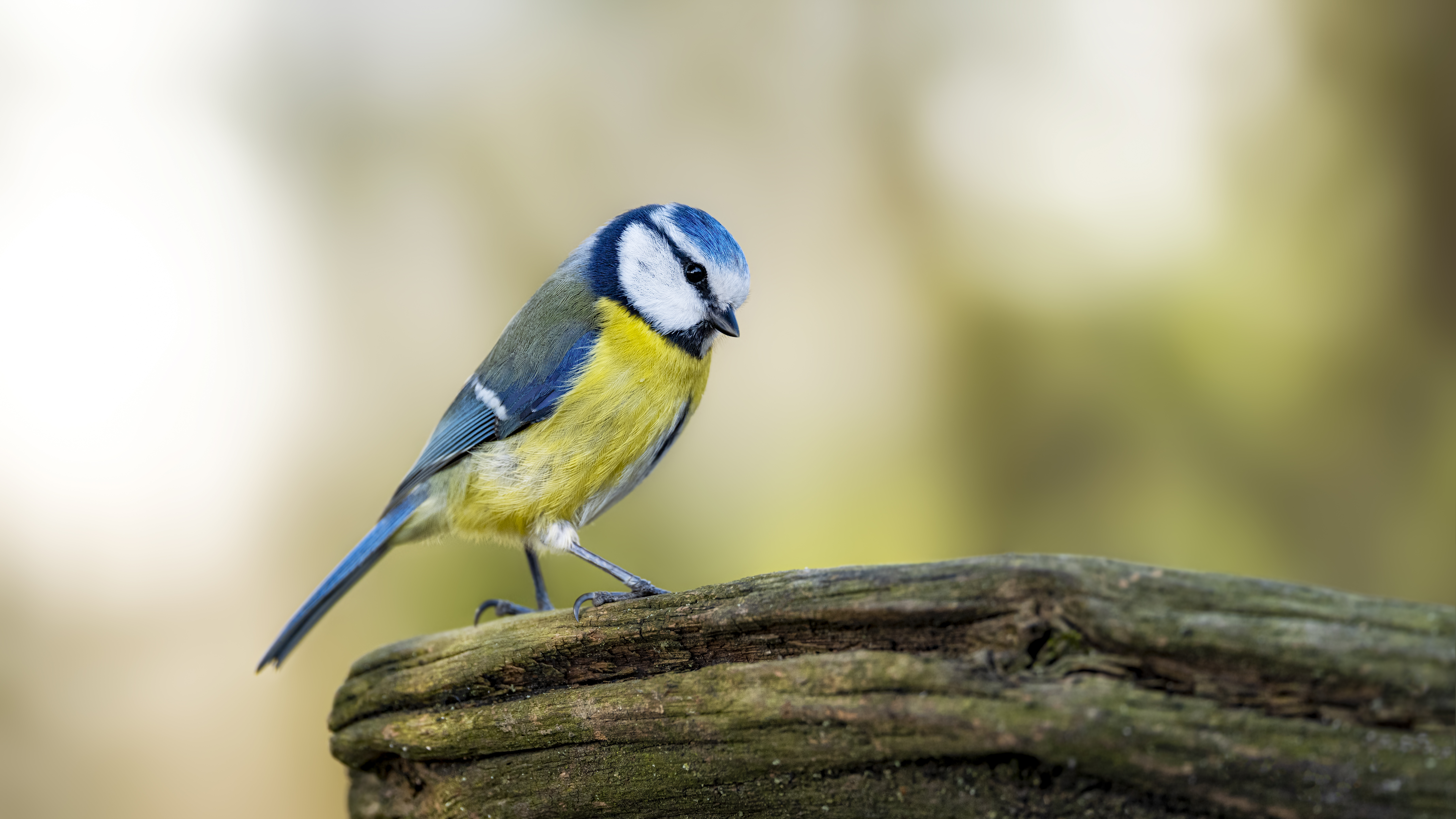 Bluetit36