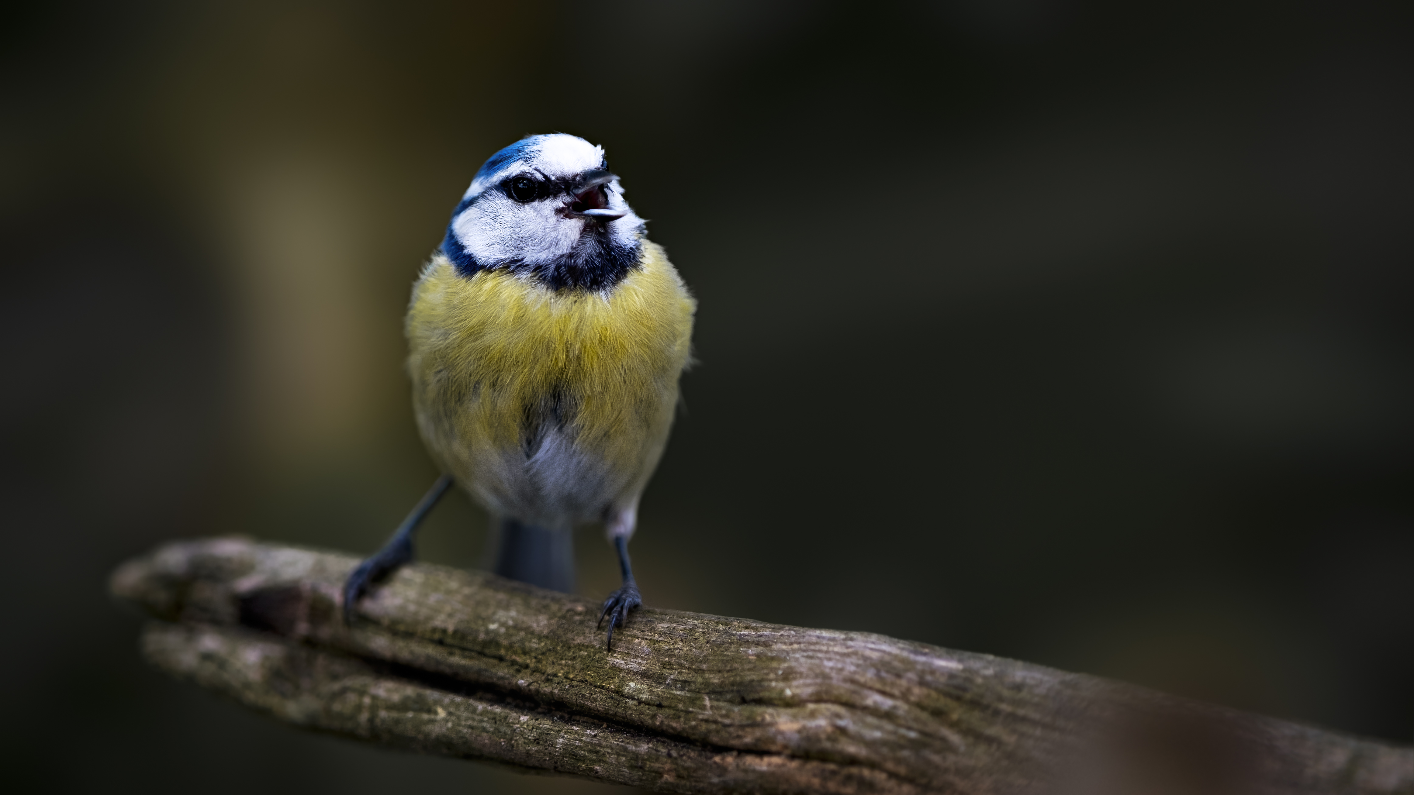 Bluetit37