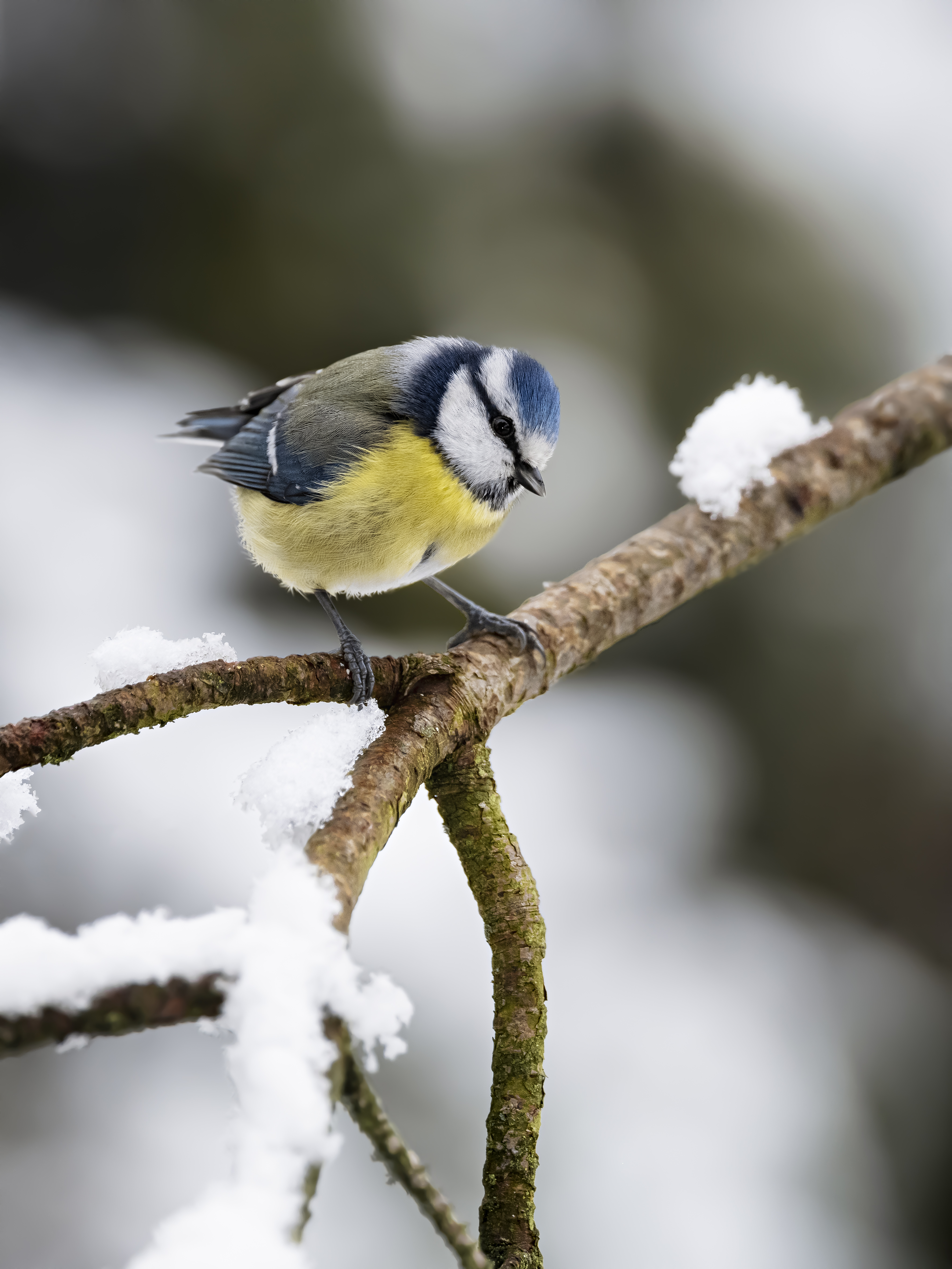 Bluetit39