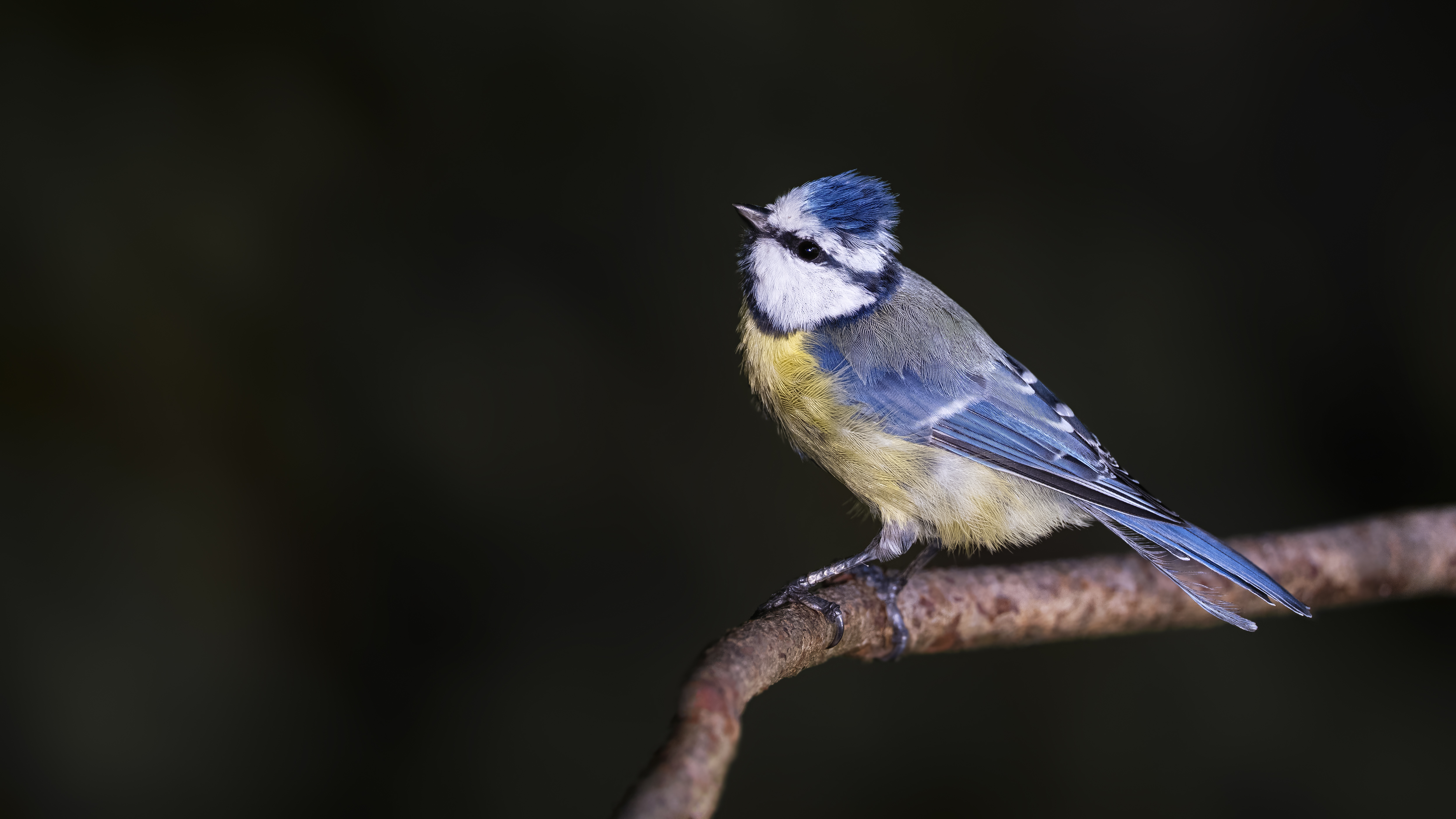 Bluetit41