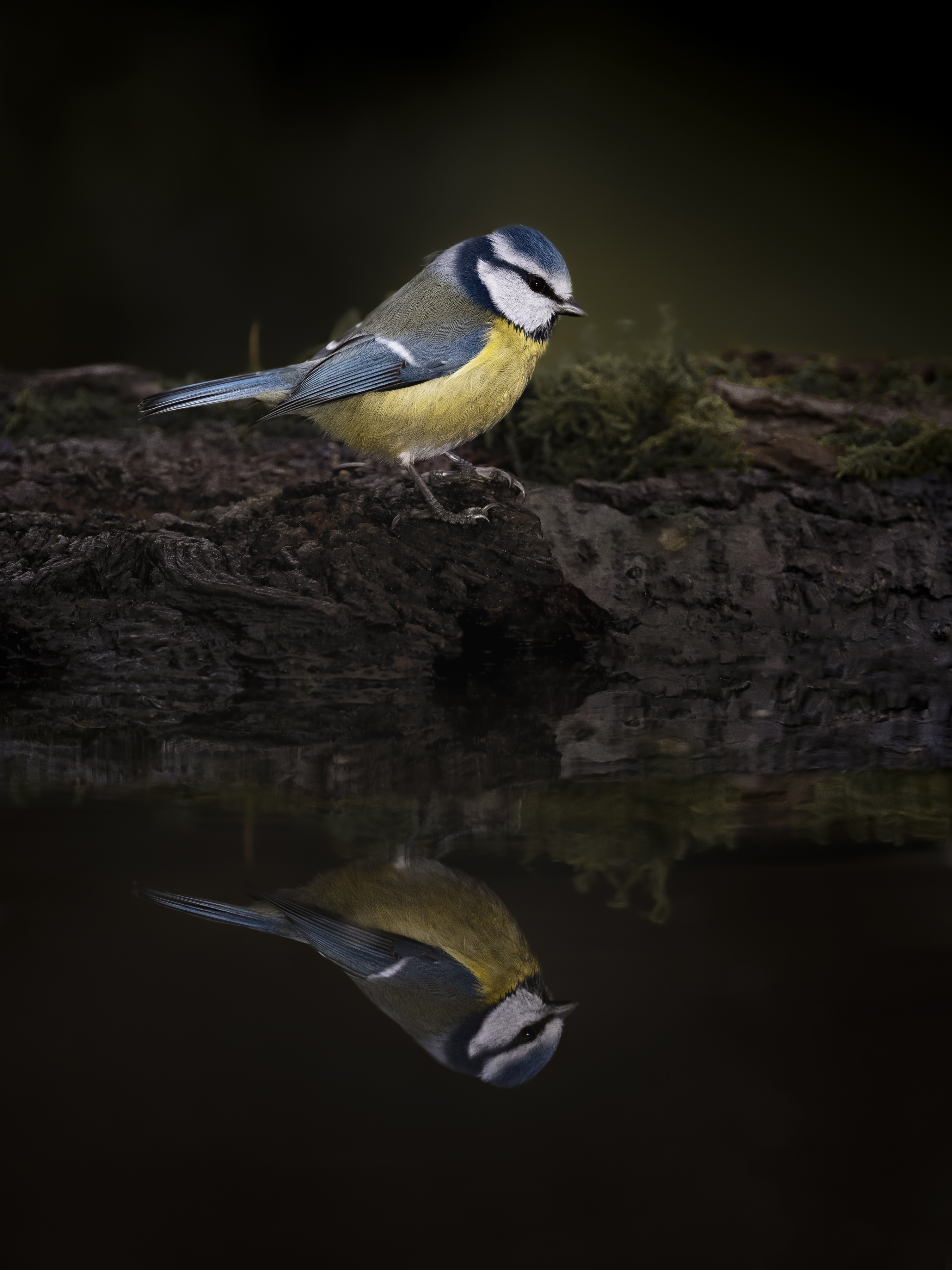 Bluetit50