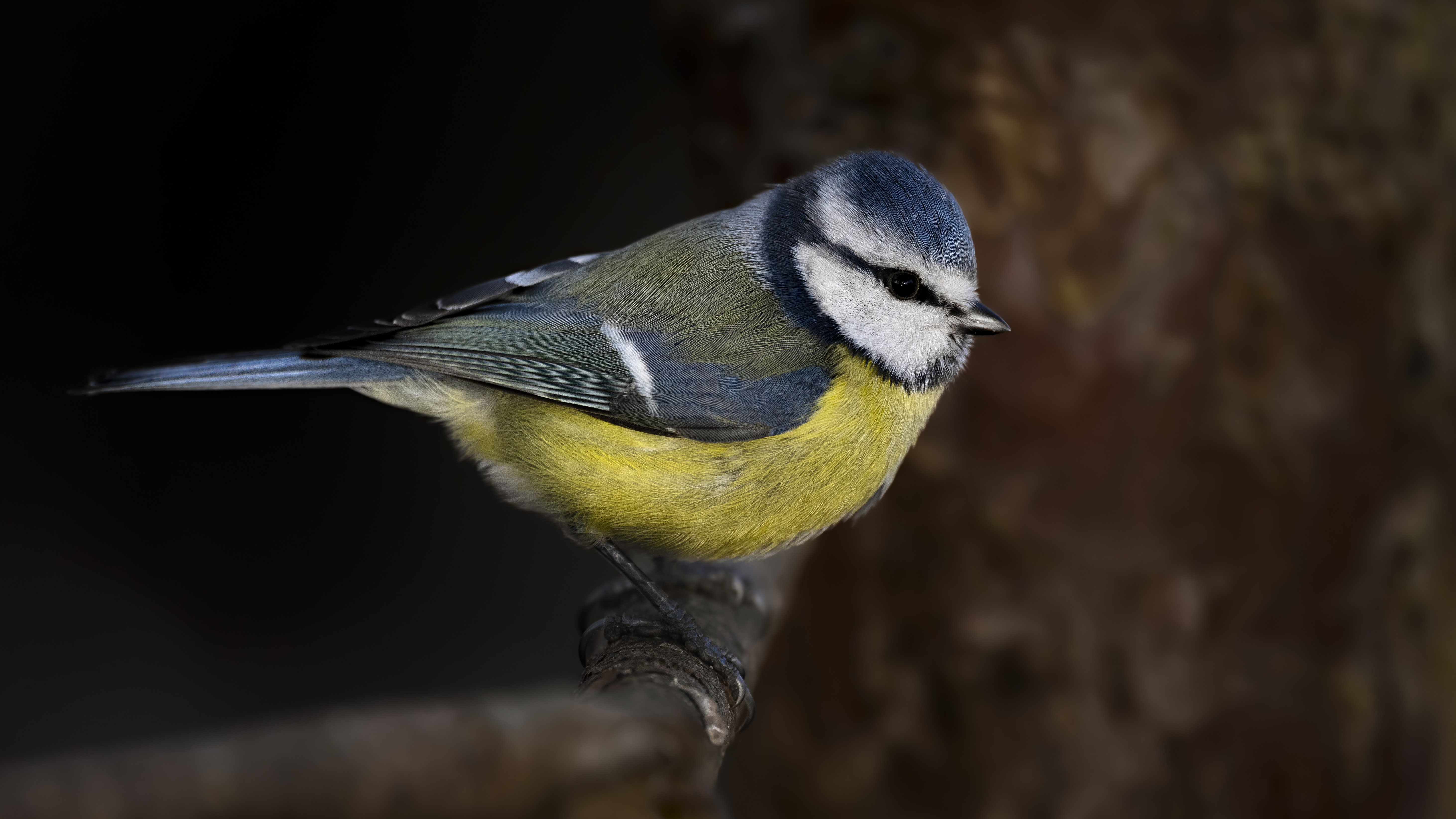 Bluetit51