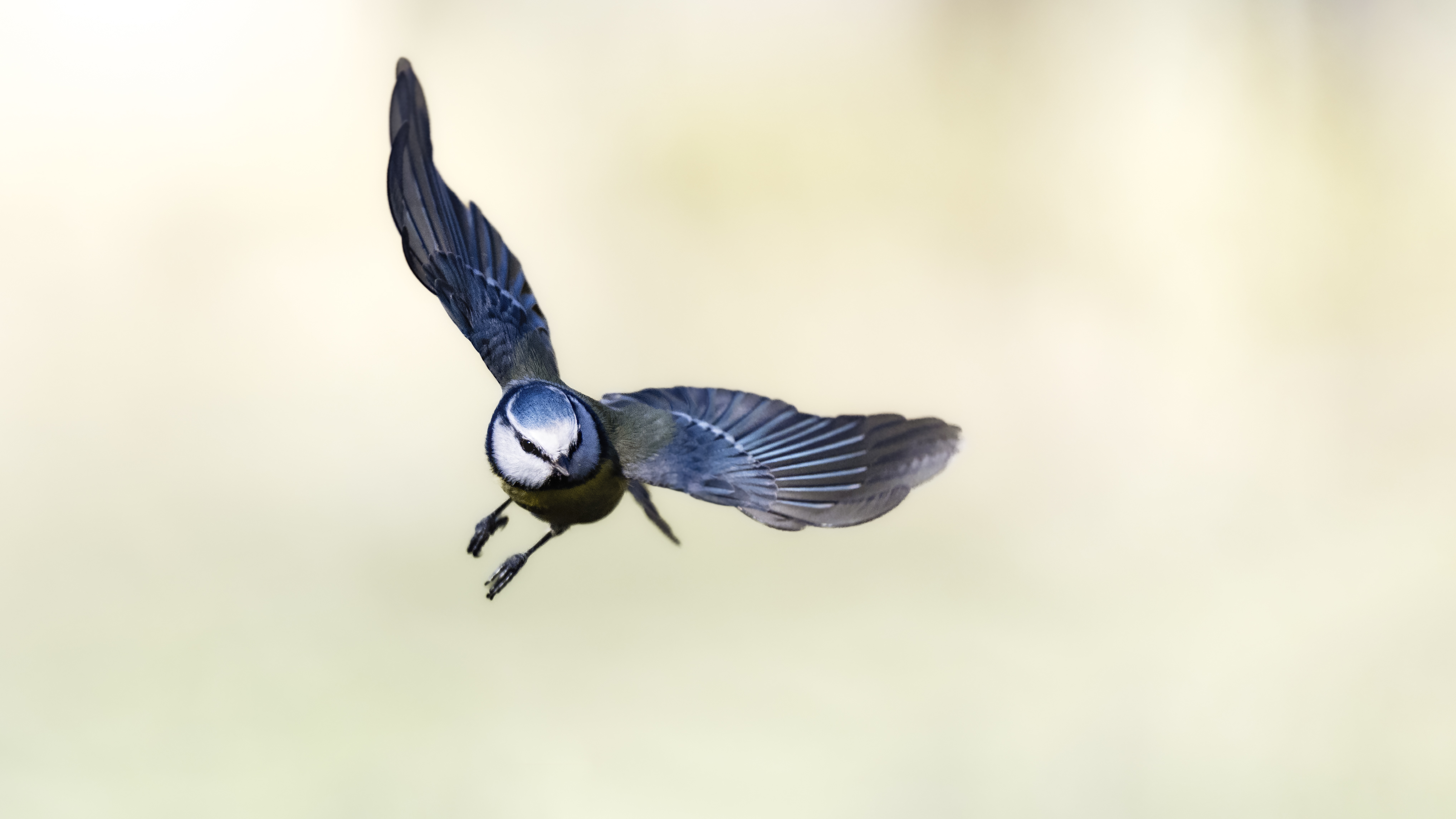 Bluetit53